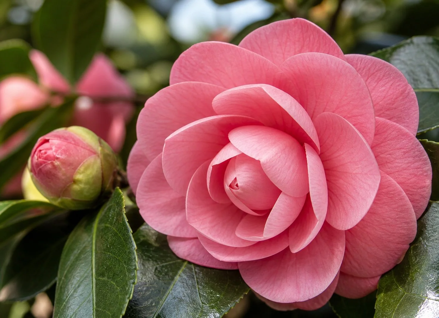 Flor de camelia