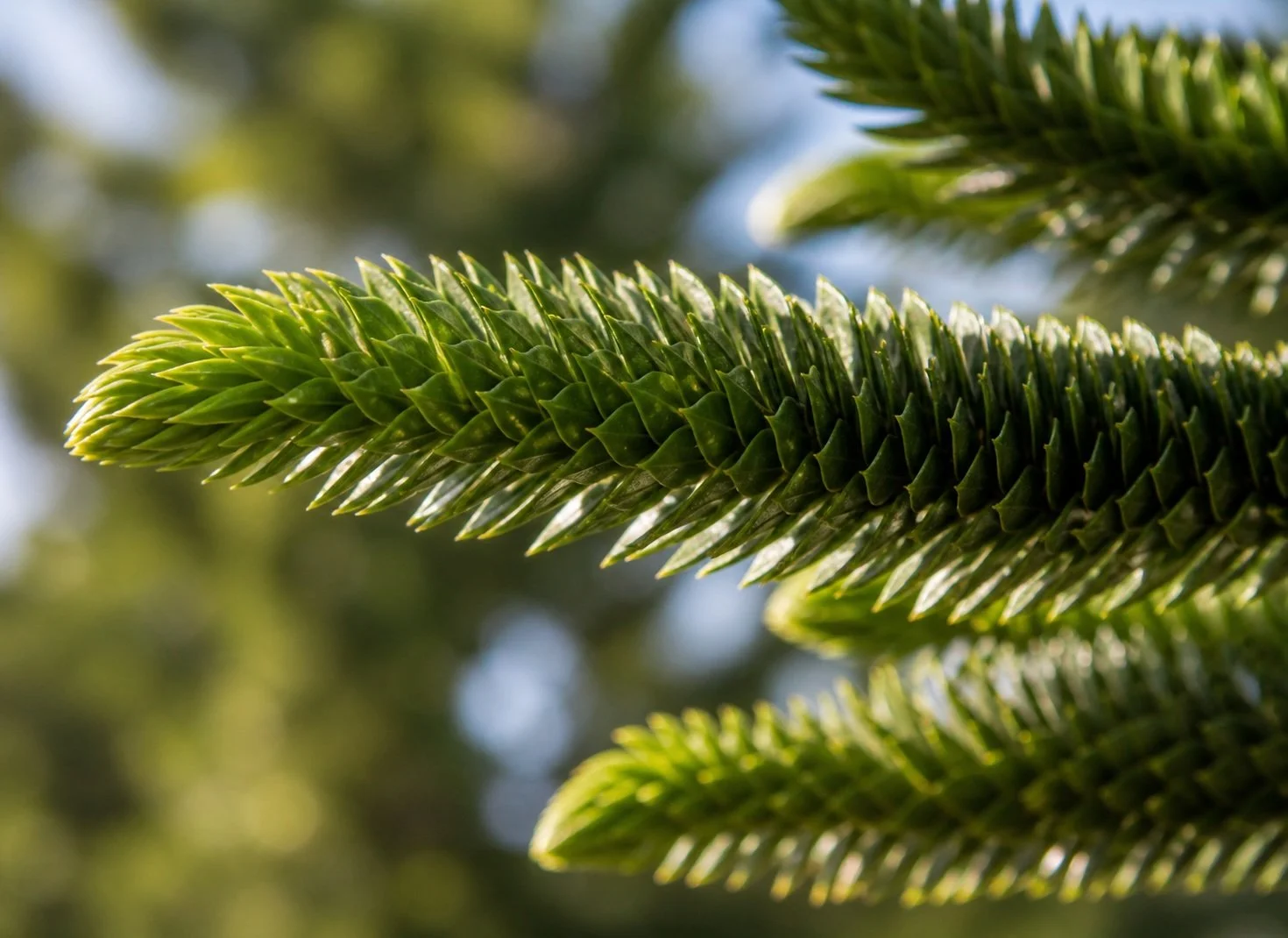 Araucaria