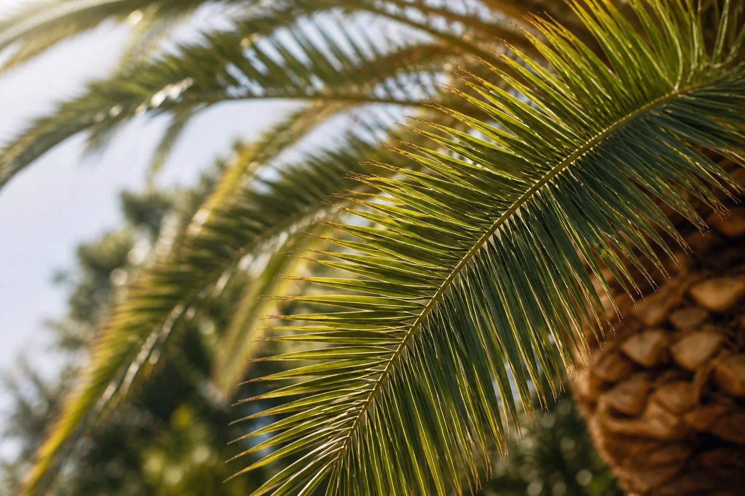 Hoja de palmera