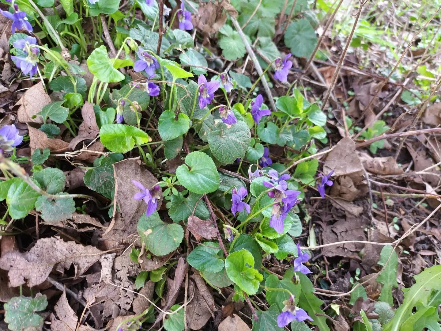 Out walking yesterday afternoon I found a clump of wild violets next to a stream and thought of Sister Dora.

When I visited Walsall Library Archives, Jayne and the team showed me a resource relating to Sister Dora.

A year before her untimely death 