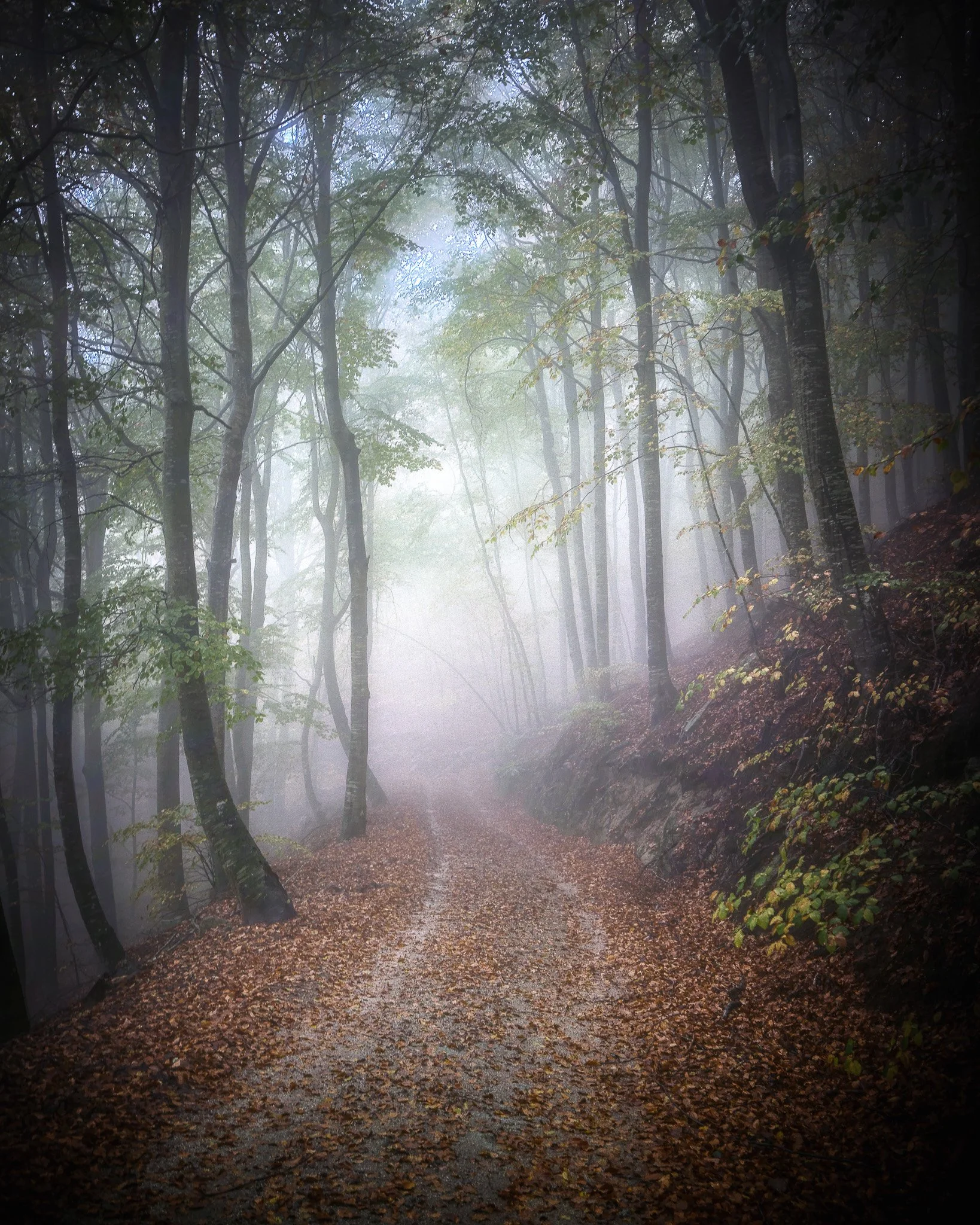 ACT VII-Whispering Path.jpg