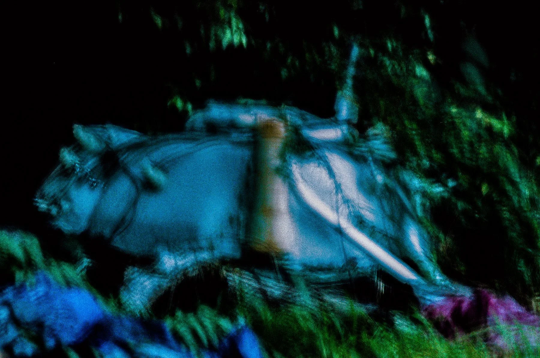 CANAIL FILM LAB_58697.jpeg