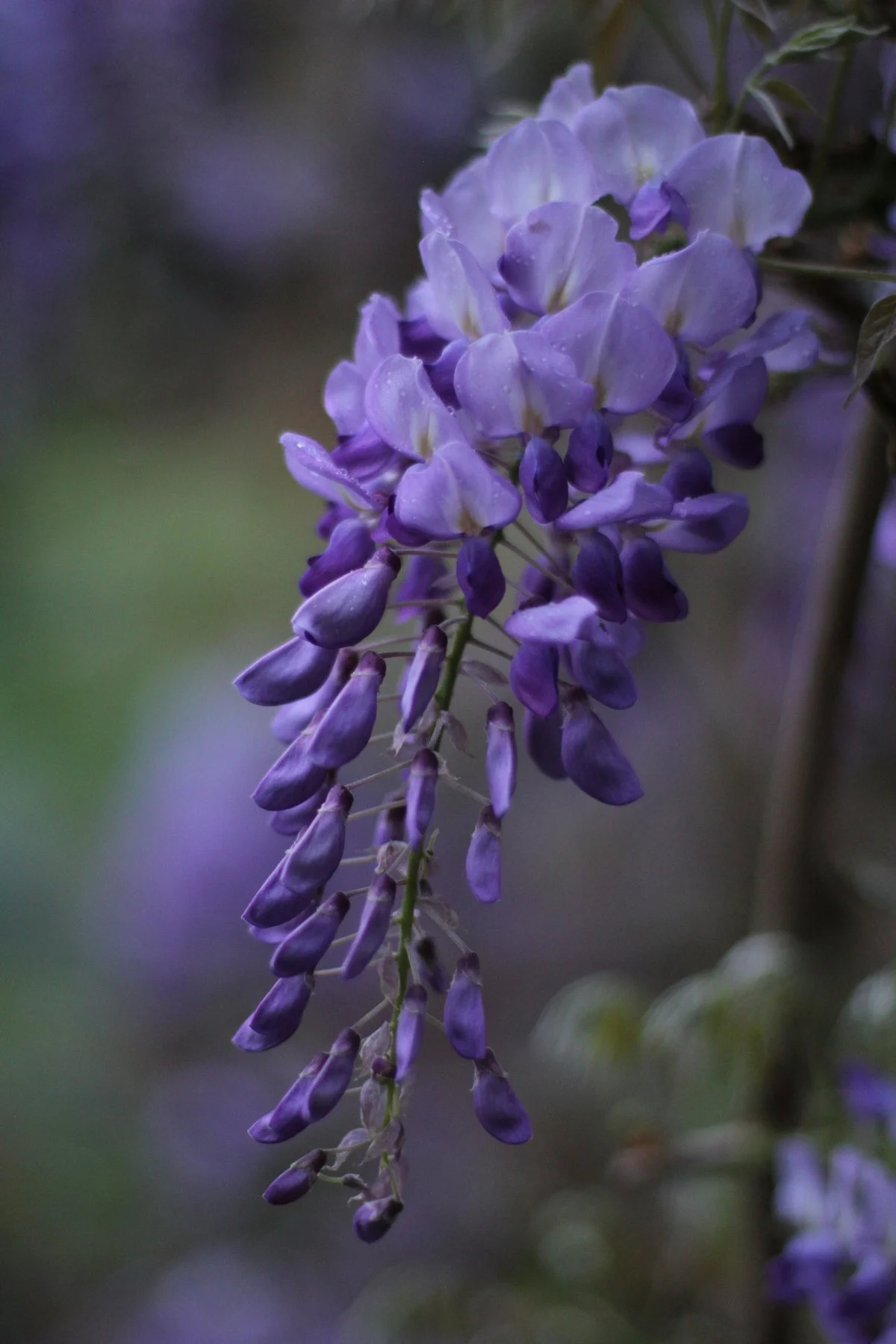 wisteria.jpg