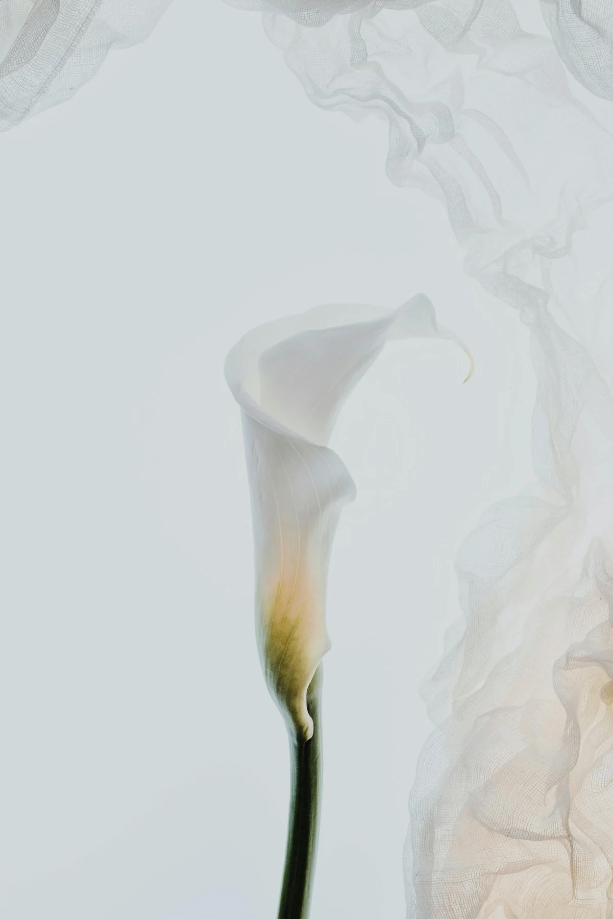 calla_lily.jpg