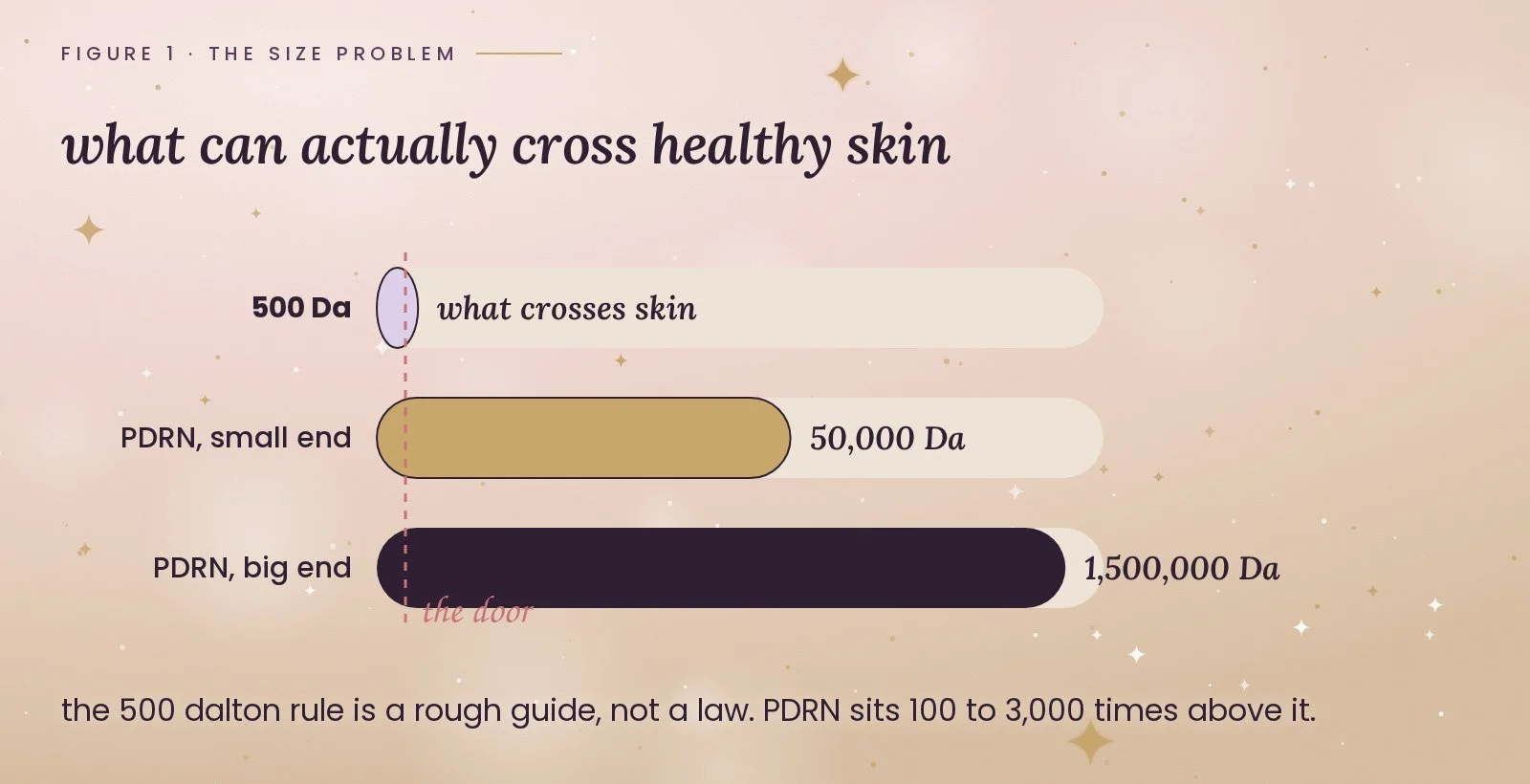 Figure 1, the size problem: a log scale showing 500 daltons, the size that crosses healthy skin, against PDRN at 50,000 to 1,500,000 daltons