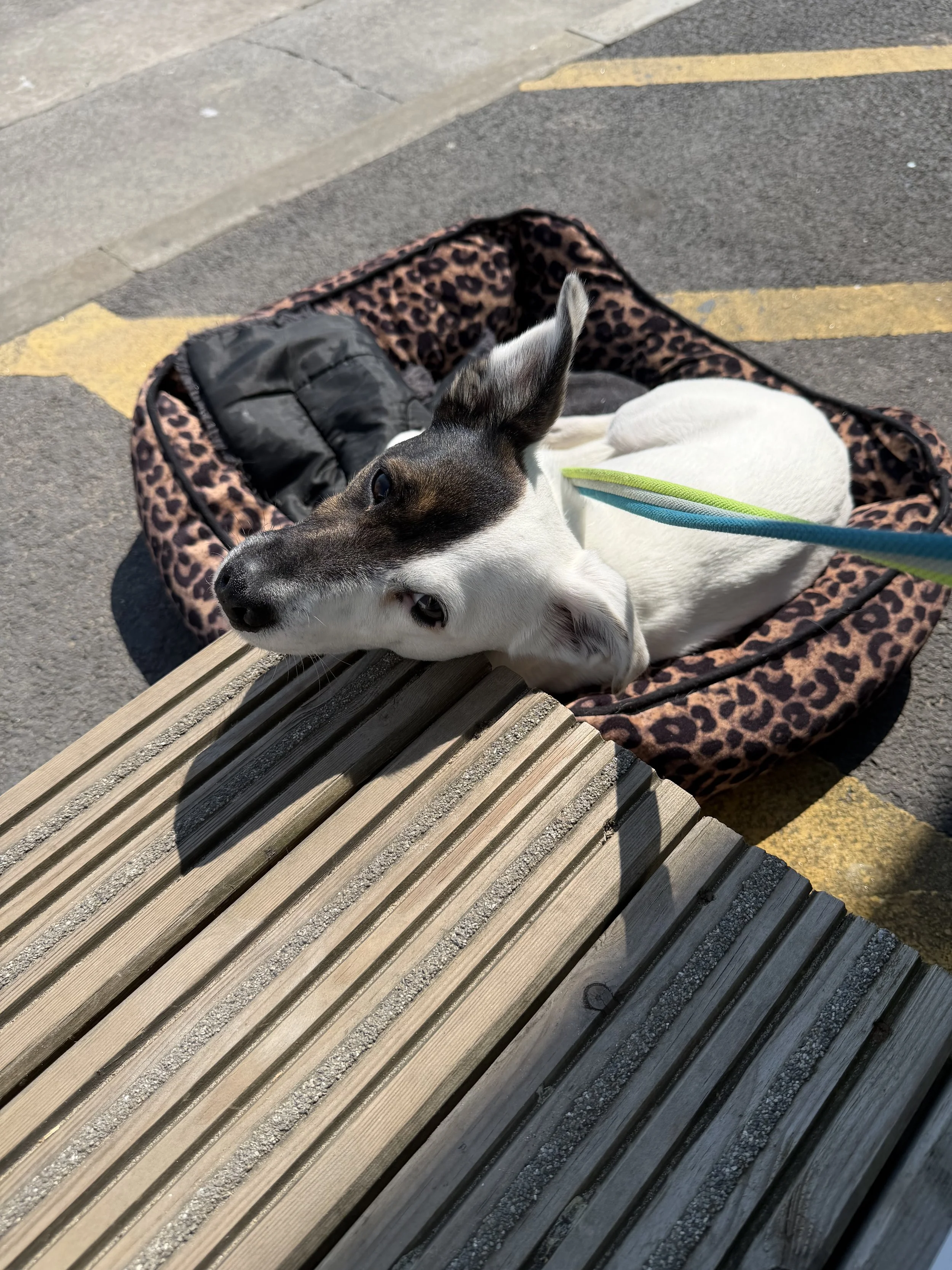 Close-up view of a white and black rabbit resting on a leopard print bag on a bench outside, with pavement and curb in the background.