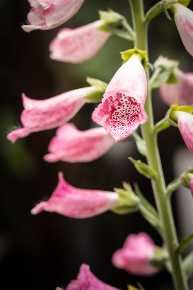 The Nice Things Photography-105.jpg