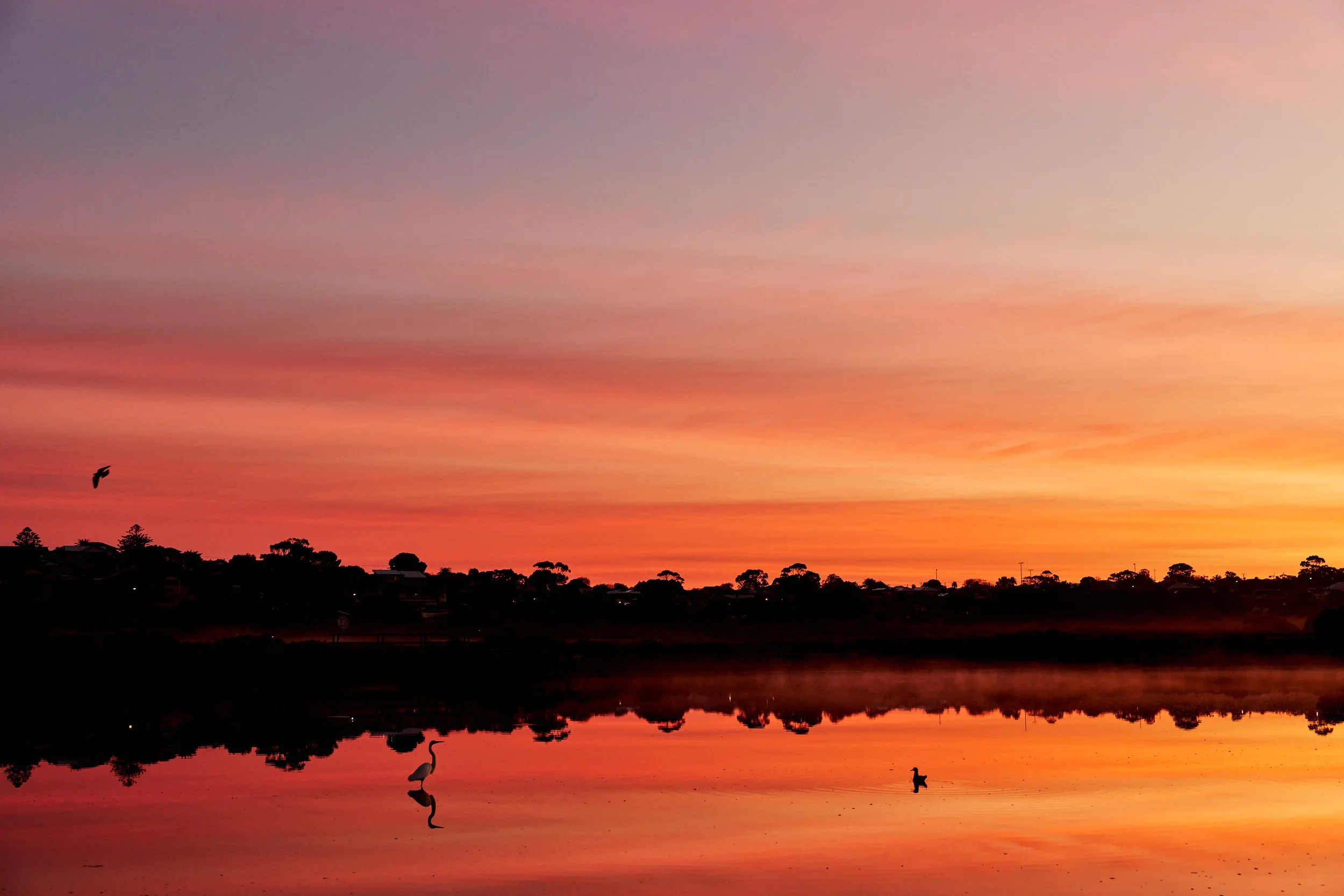 Sunrise sky with pink and orange hues over a silhouette of trees and houses, reflected in a body of water, with two birds flying in the sky and one bird standing in the water.