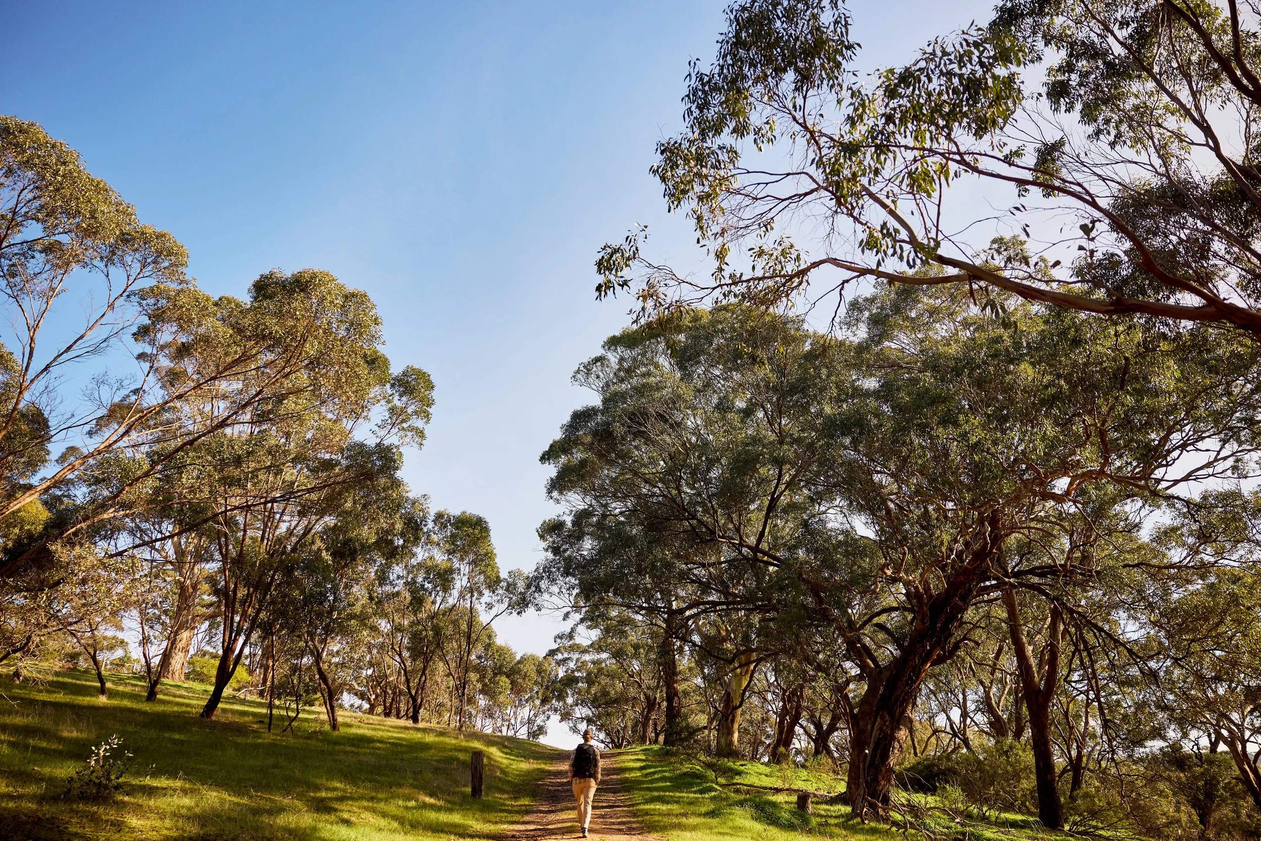A person walking along a dirt trail through a park with tall trees and green grass on a sunny day.