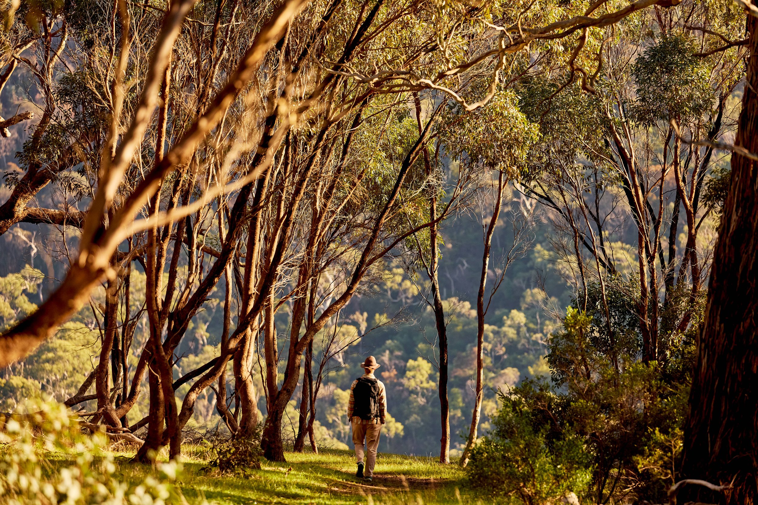 A person walking on a trail through a forest with trees and green foliage, mountain scenery in the background, and the sun casting a warm glow.