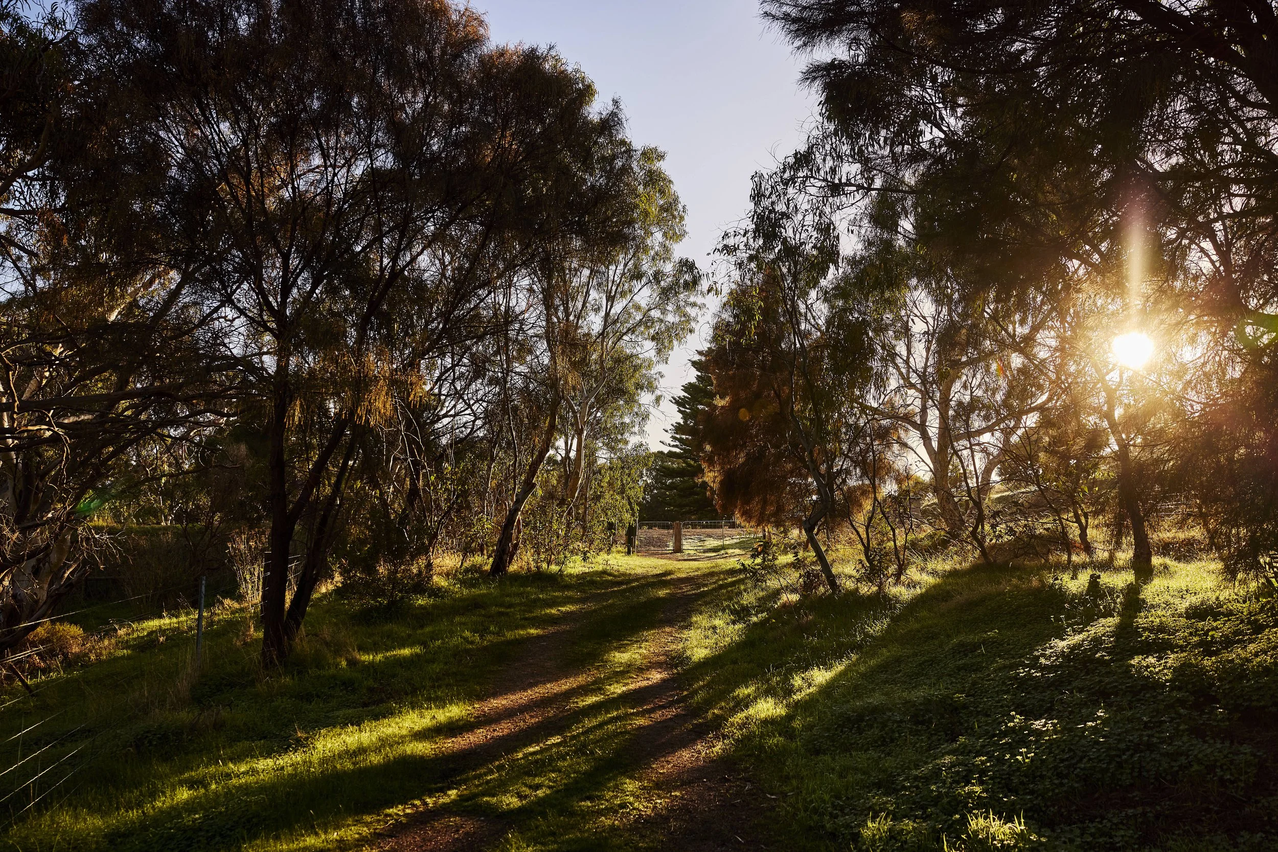 A nature scene featuring trees and a grassy area with a dirt pathway, sunlight shining through the trees, casting shadows on the ground.