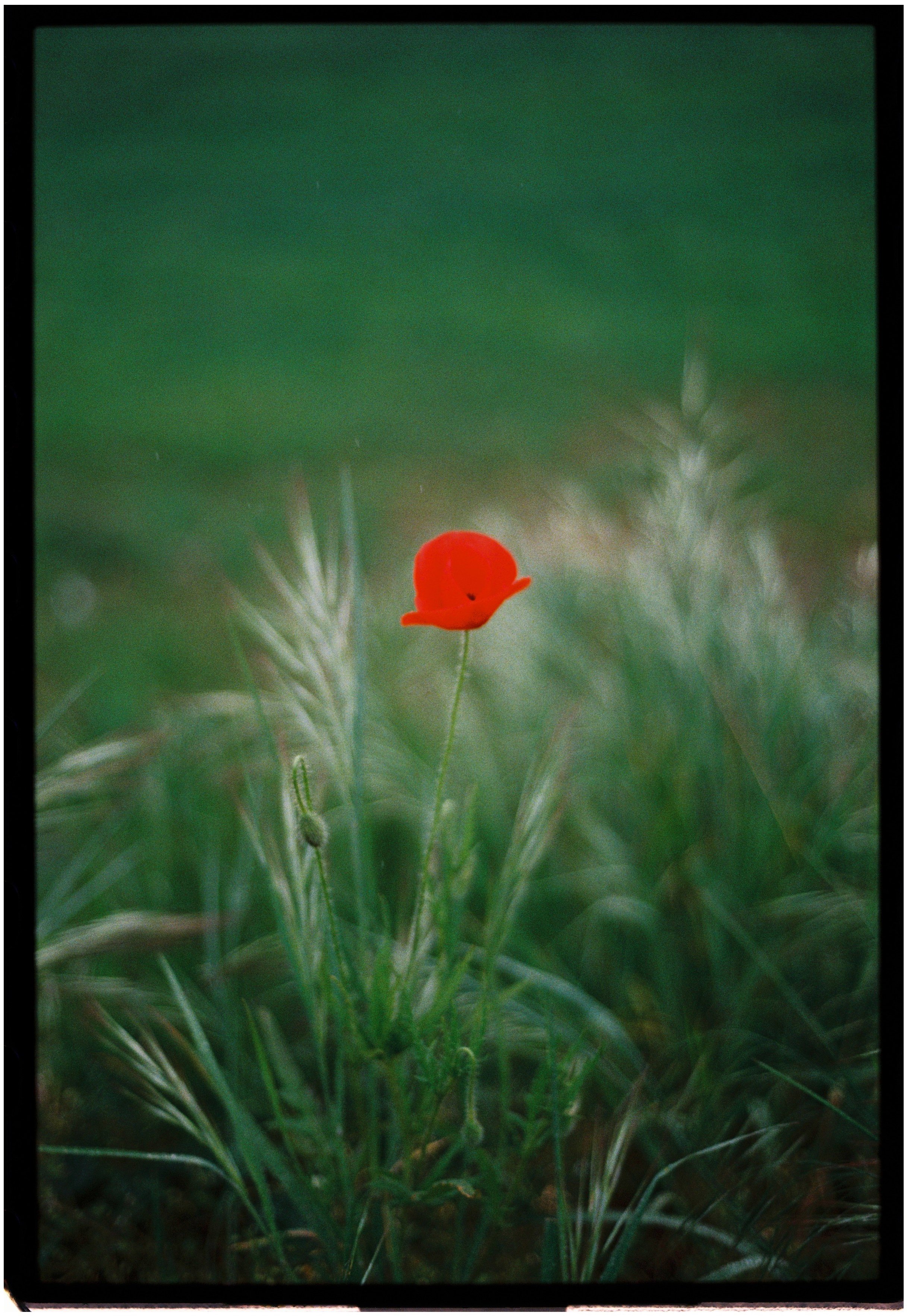 Analog Portfolio – 17.JPG