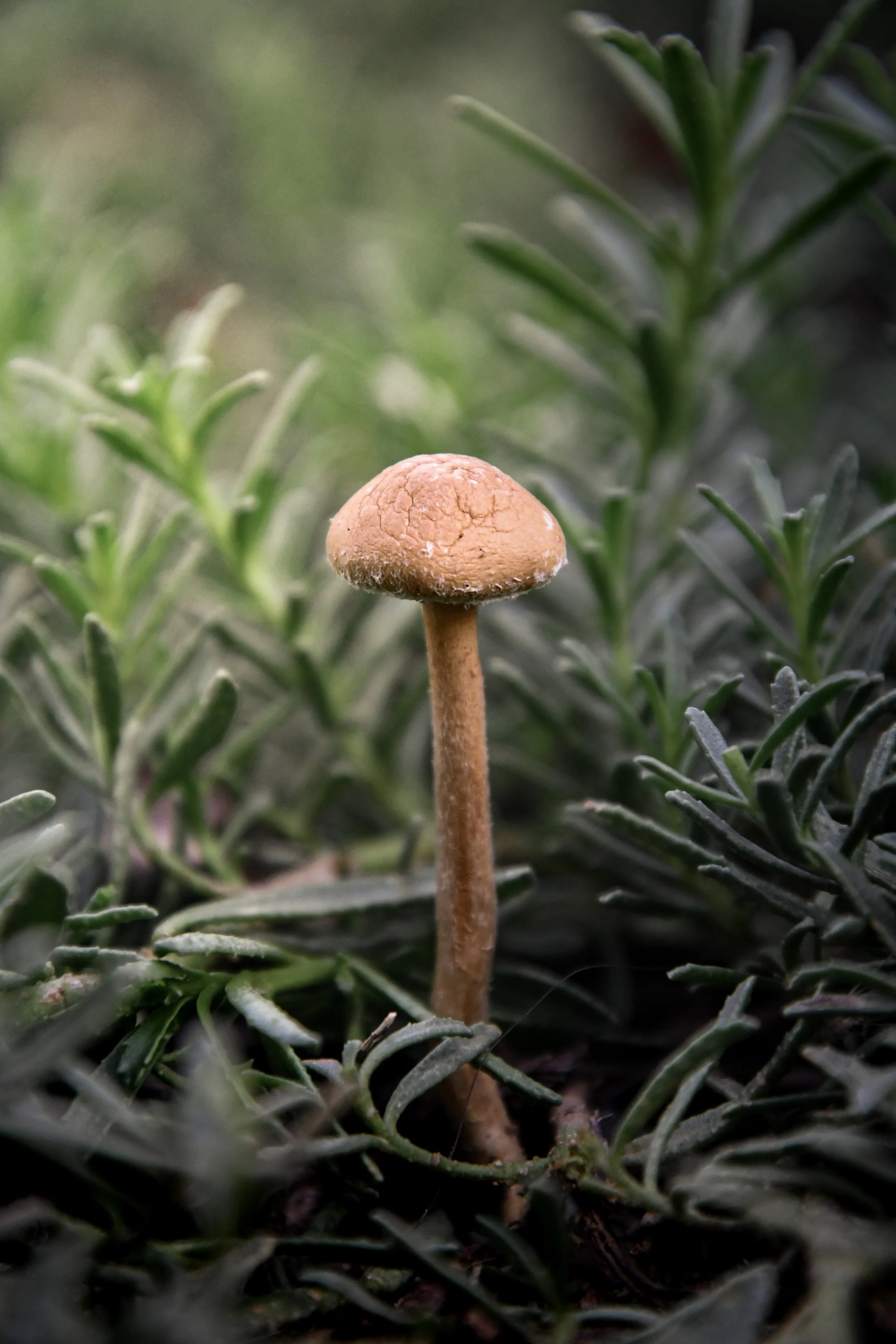 A small mushroom with a light brown cap and thin stem growing among green foliage.