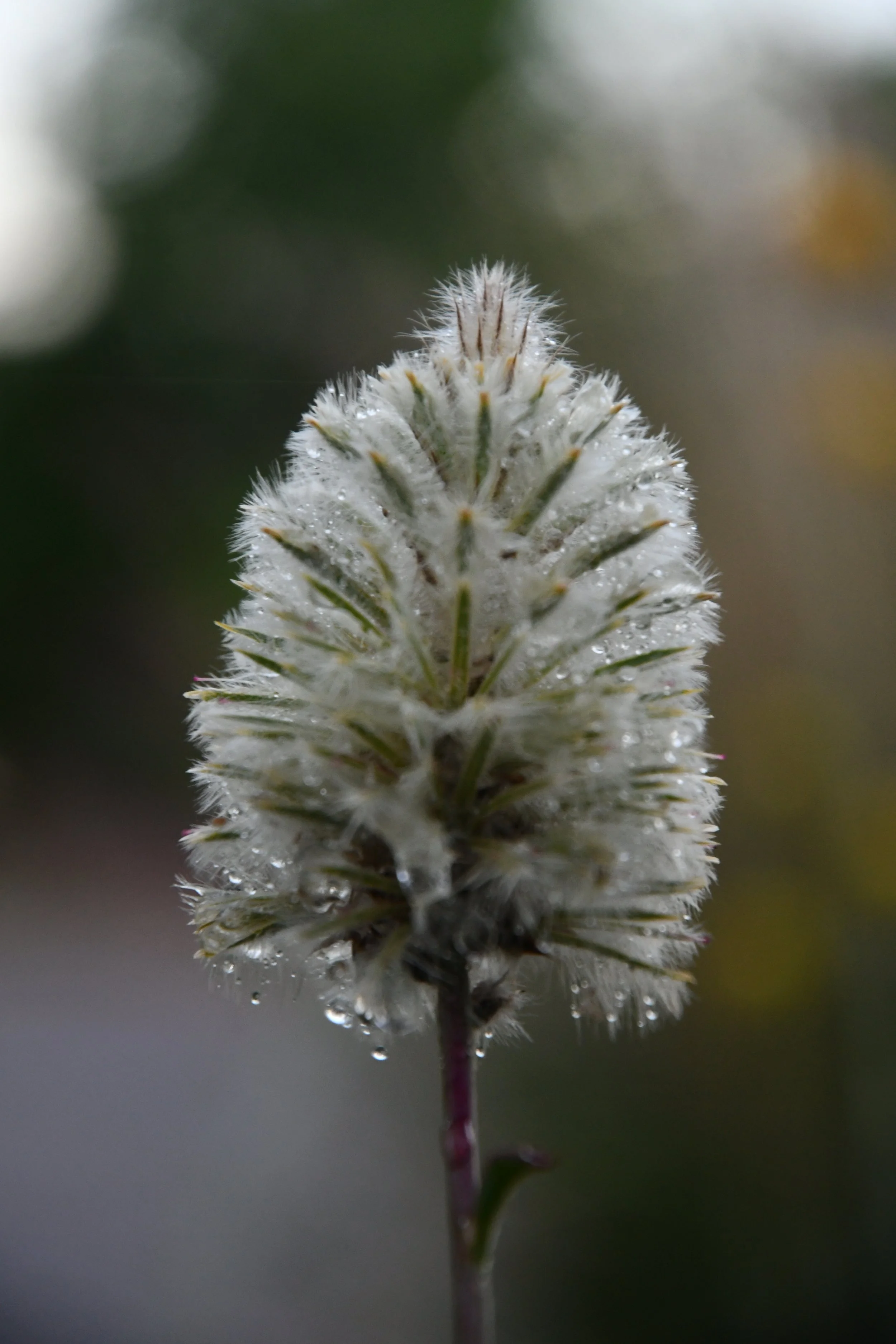 Close-up of a white fluffy flower or plant with dew drops, blurred green and yellow background.