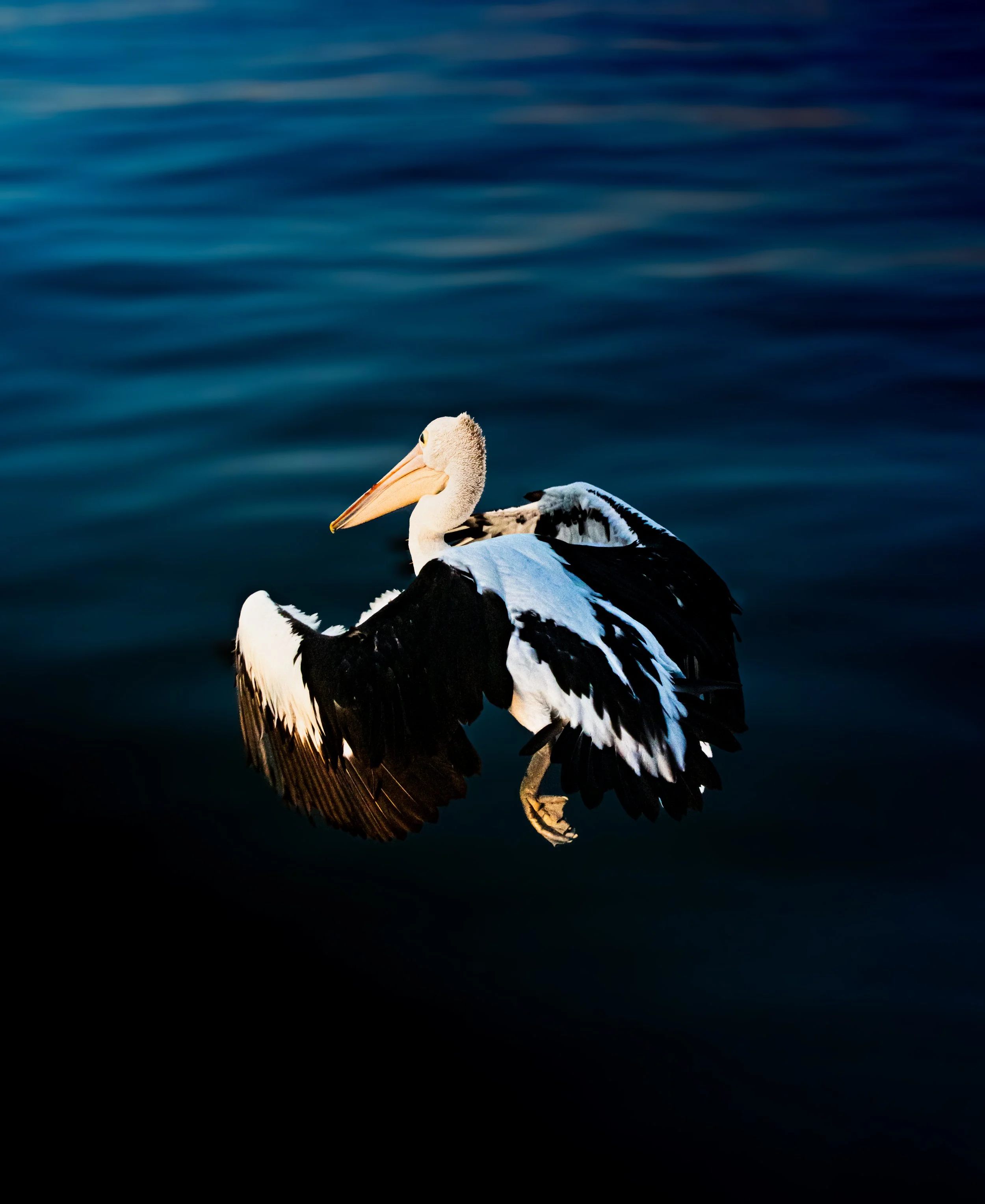 DSC_0561.jpg