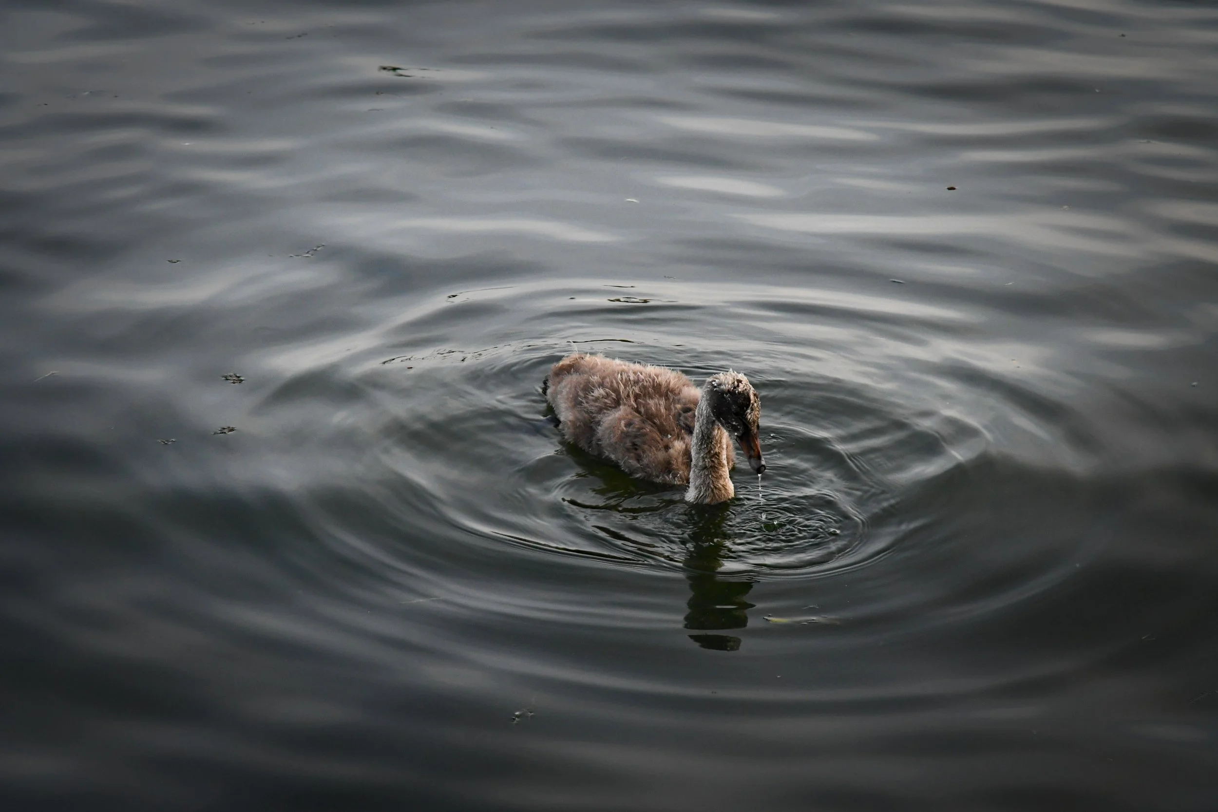 A duckling floating on a body of water, with its head dipped into the water and its body partially submerged.