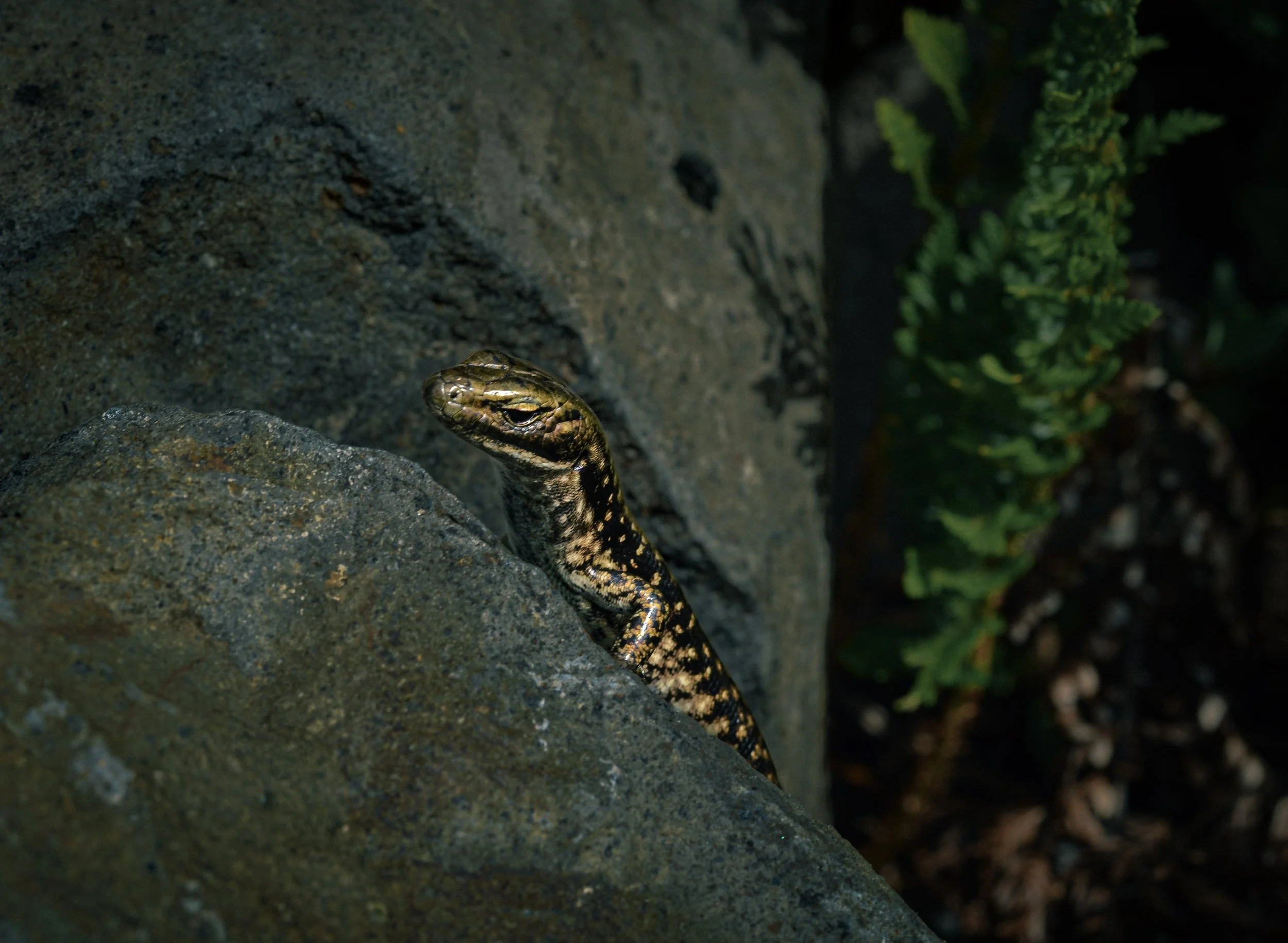 A snake with a dark and yellow pattern on its body emerging from rocks, with green vegetation in the background.