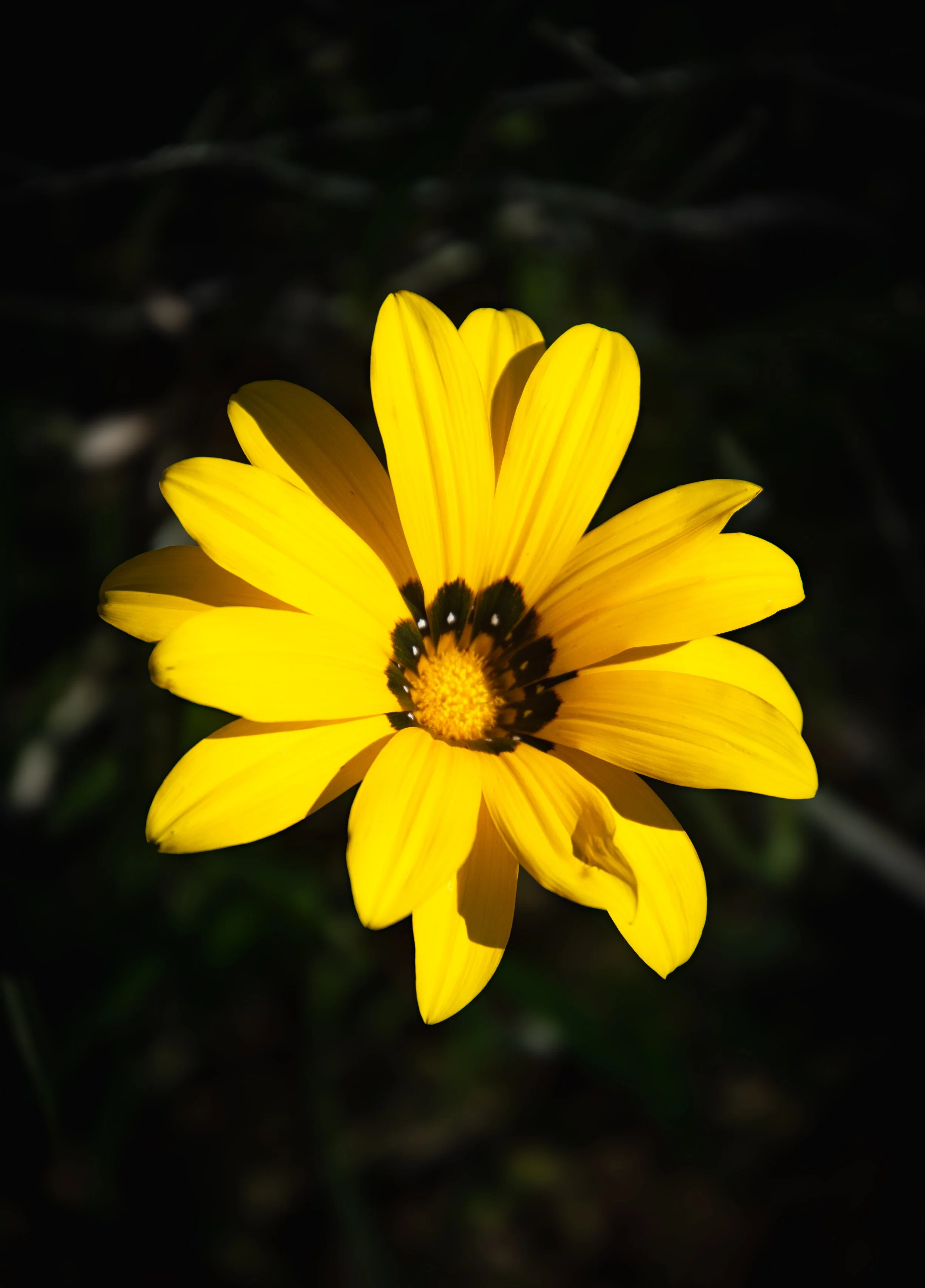 Close-up of a bright yellow flower with dark markings at the center, set against a dark blurred background.