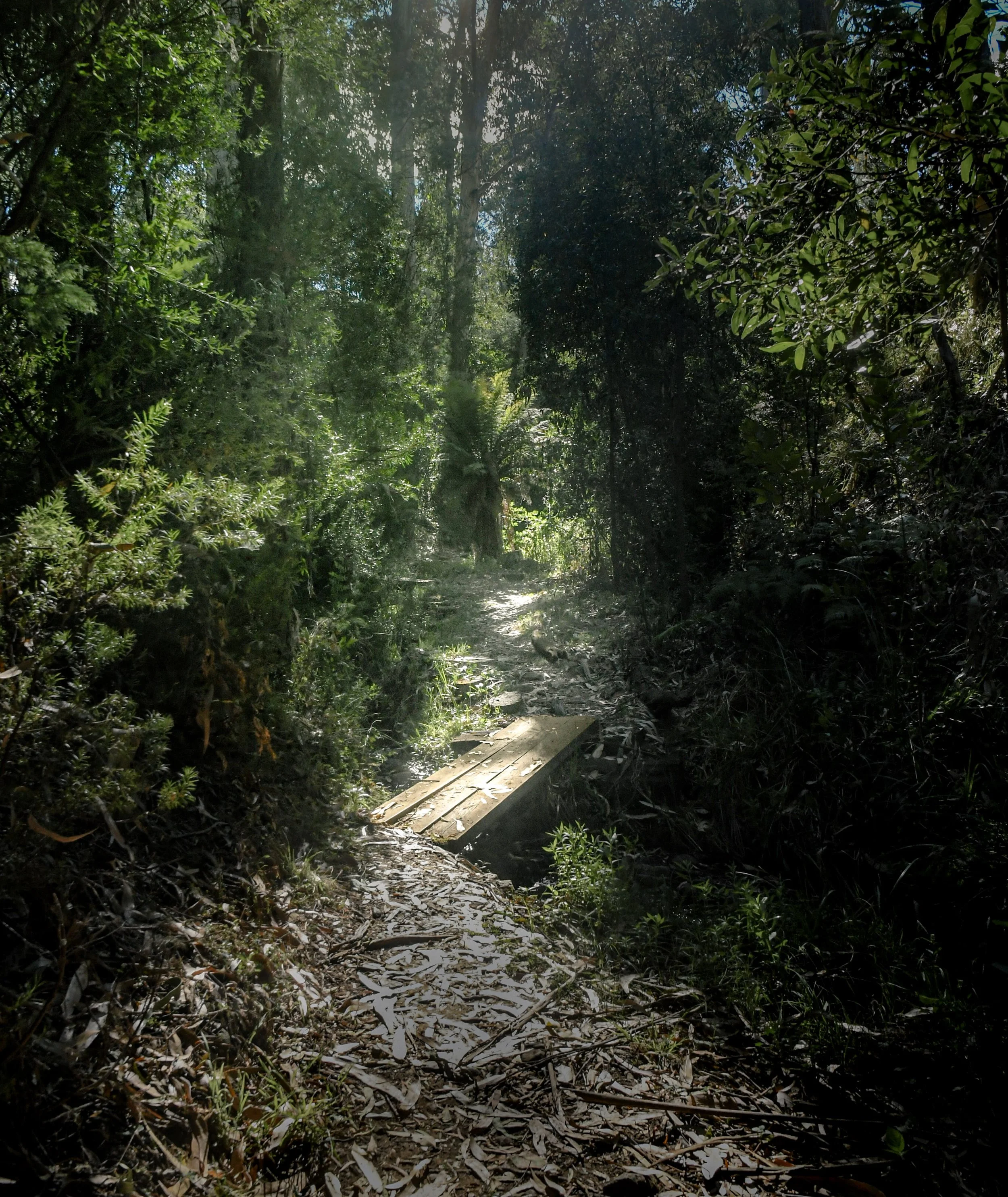 A wooden footbridge crossing a small stream in a dense forest with lush green foliage, sunlight filtering through the trees.