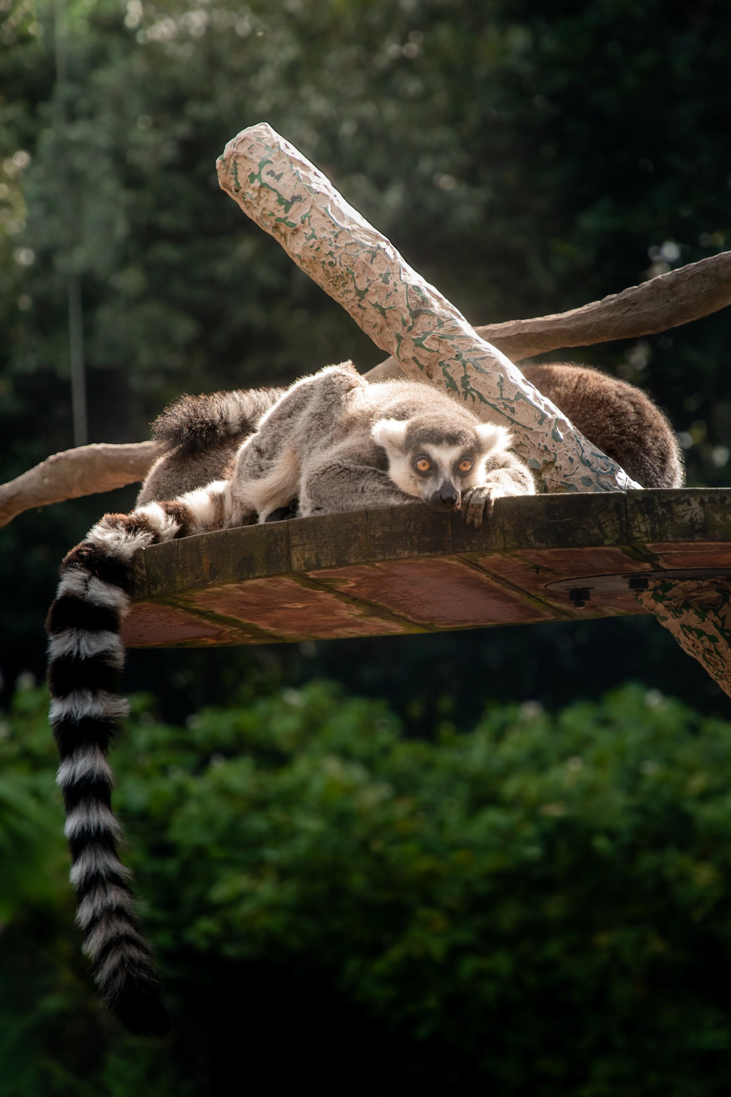 A lemur lying on a tree branch with a patterned tail hanging down, set against green foliage.