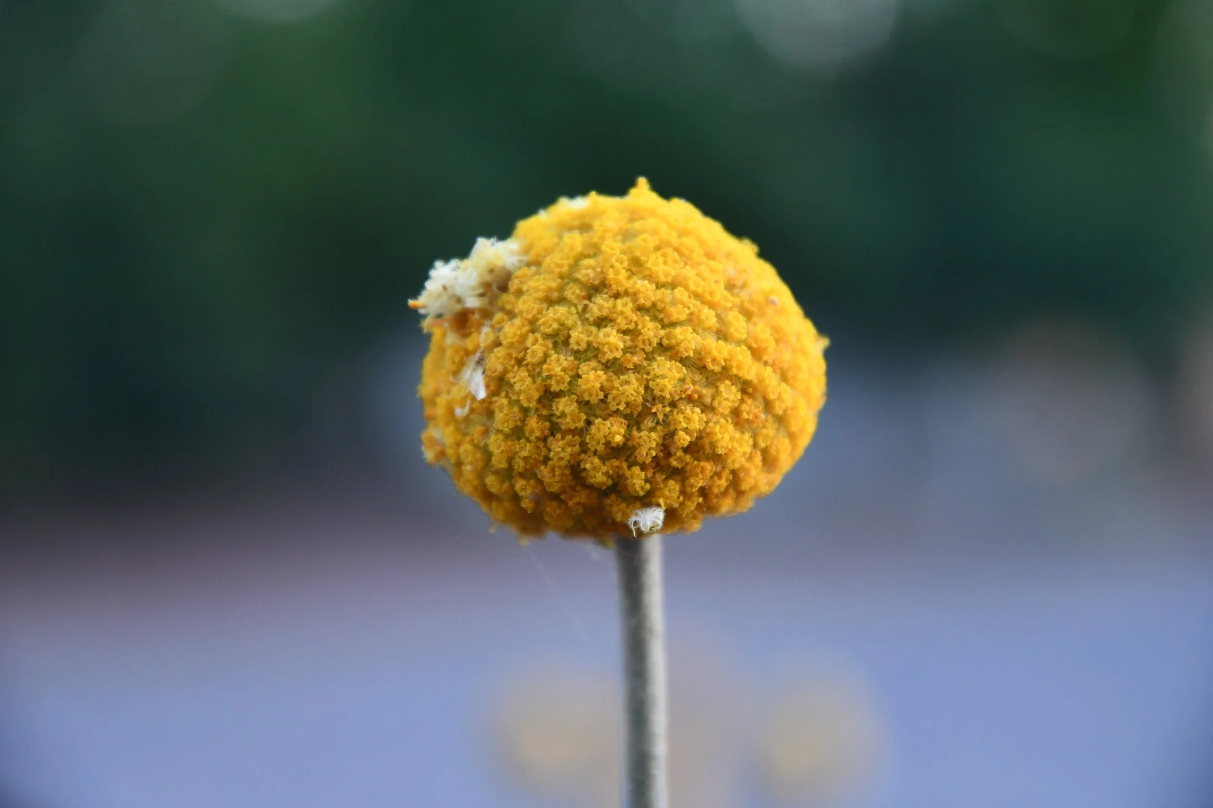 Close-up of a yellow flower with a spherical shape and clustered tiny blossoms, against a blurred green background.