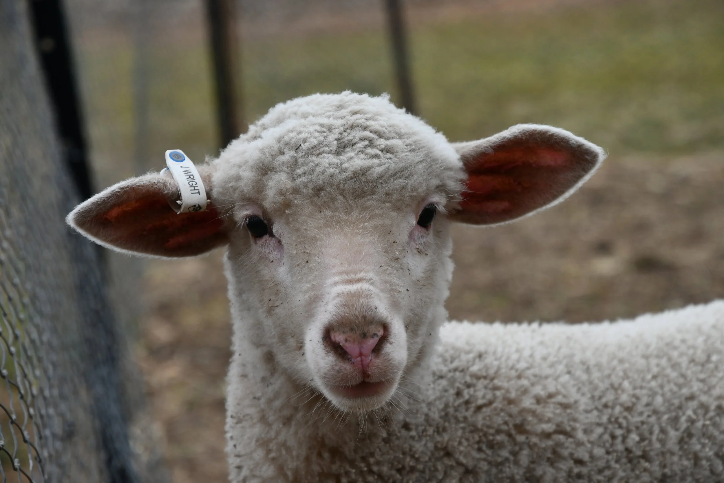 Close-up of a young sheep with curly white wool, large ears, and a blue ear tag with the name 'Wright,' standing outdoors.