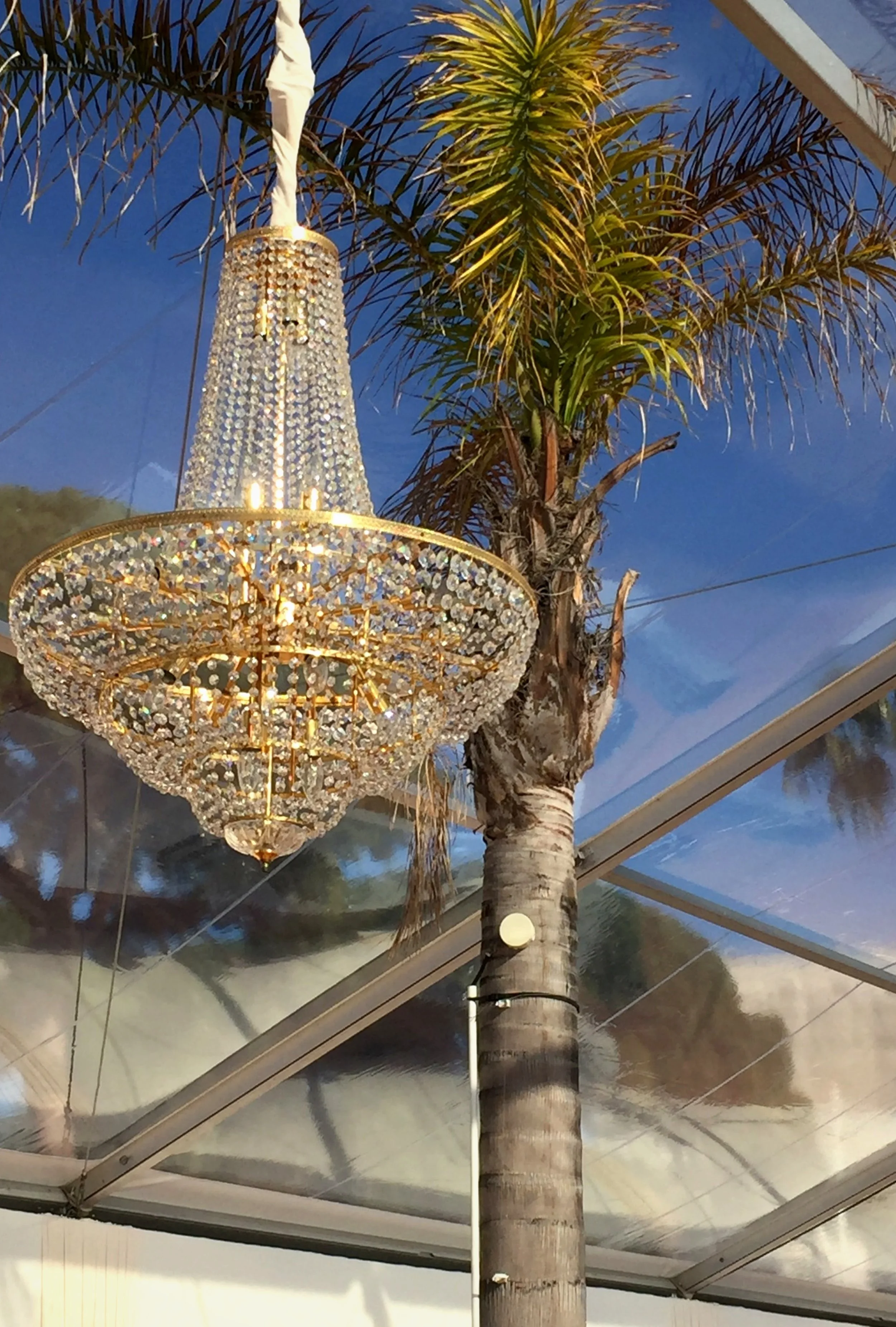 Un palmier avec un lustre suspendu en cristal à l'intérieur d'un bâtiment avec un plafond en verre