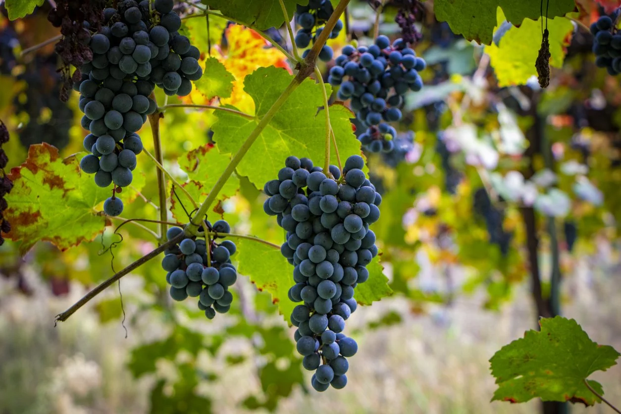 iStock-1183053742.jpg