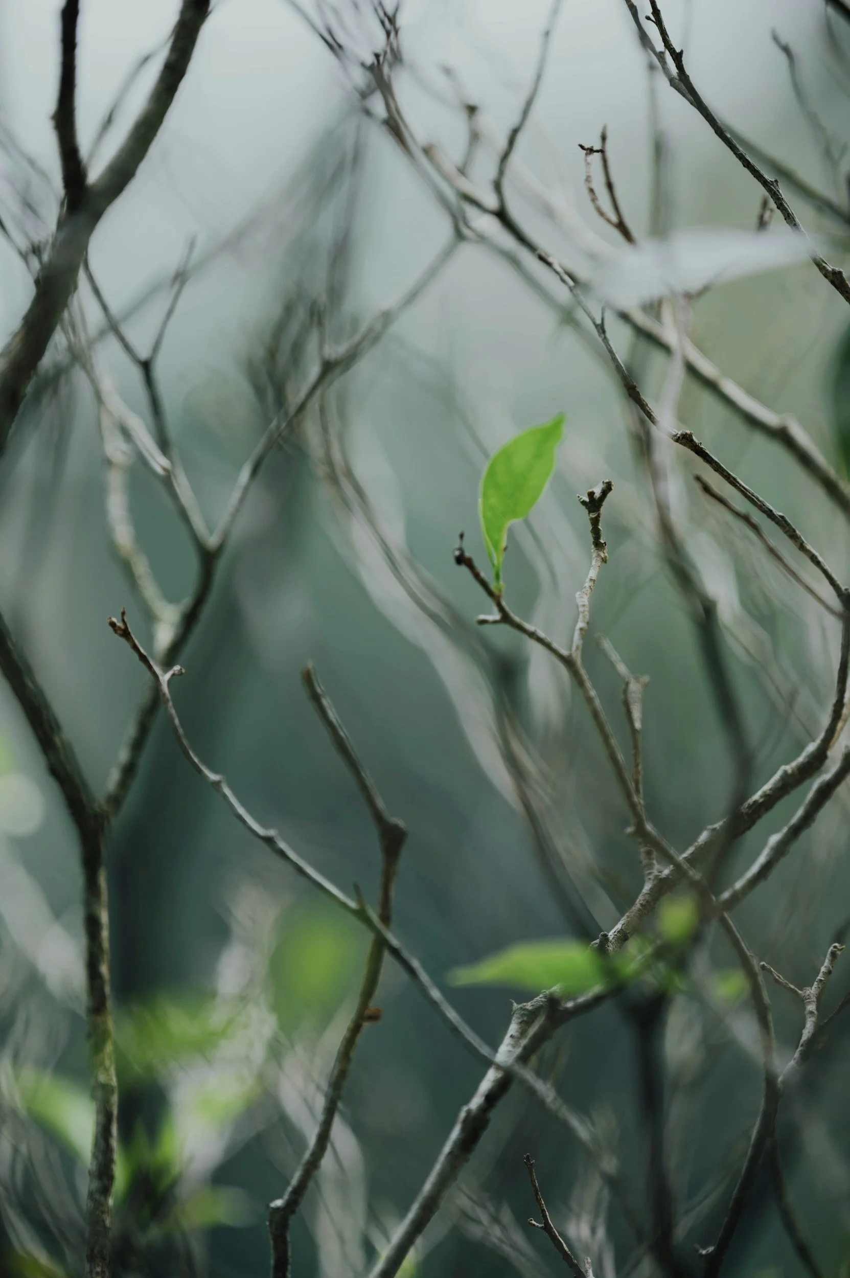 Close-up of tree branches and a single green leaf in foreground, with a blurred background.
