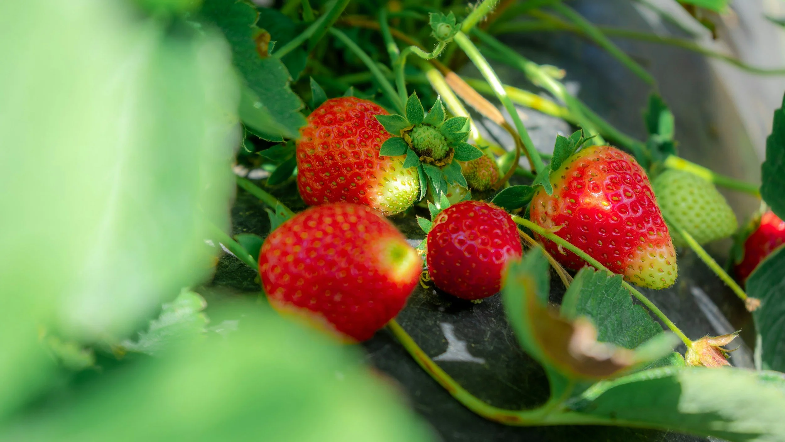 Close-up of ripening strawberries on the plant, surrounded by green leaves.