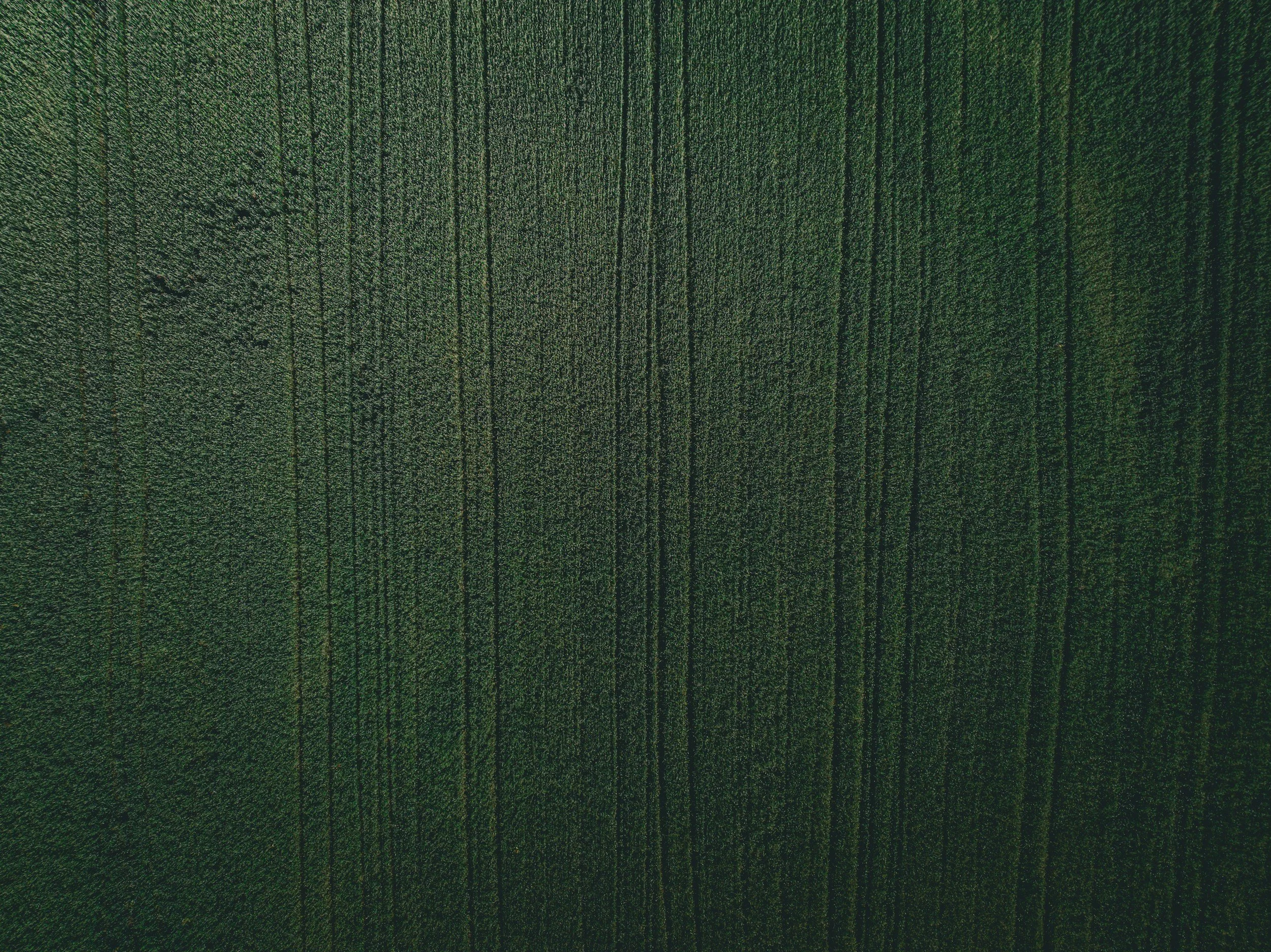A close-up aerial view of a vast green field with evenly spaced rows of crops.