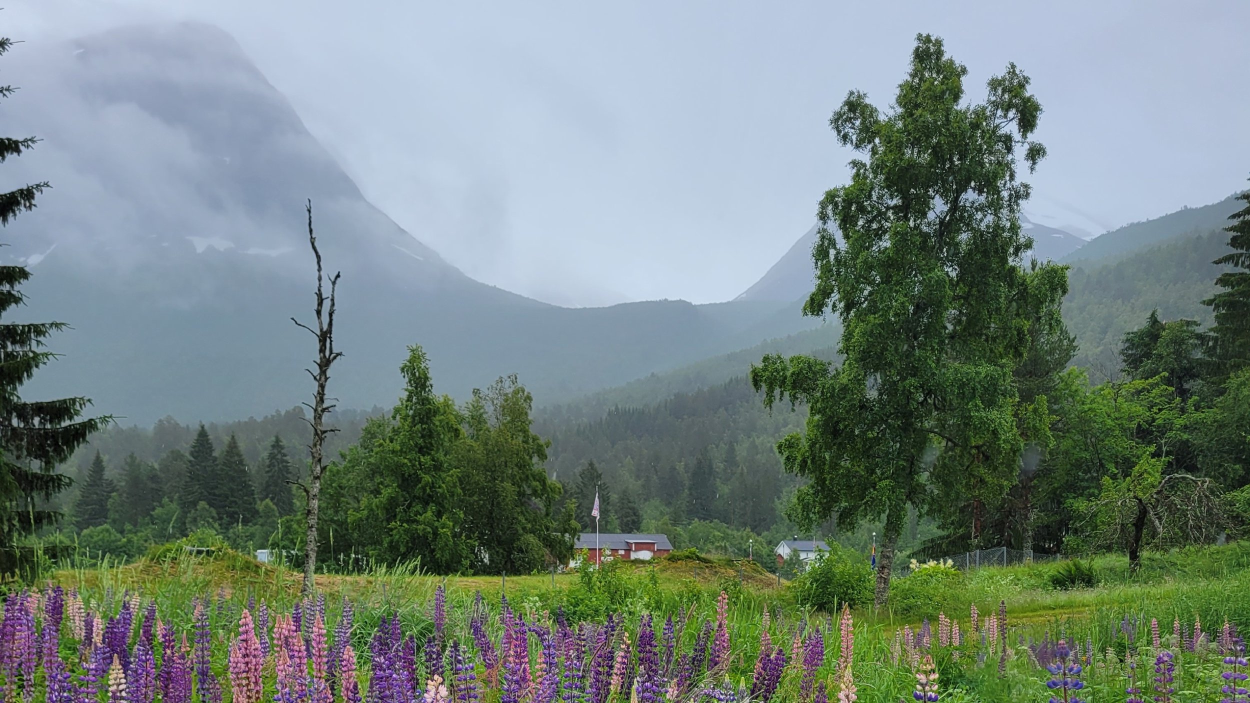 A lush, green landscape with a field of colorful purple and pink flowers in the foreground, a mix of tall and small trees, a small red and white house, and mountains covered in mist in the background.