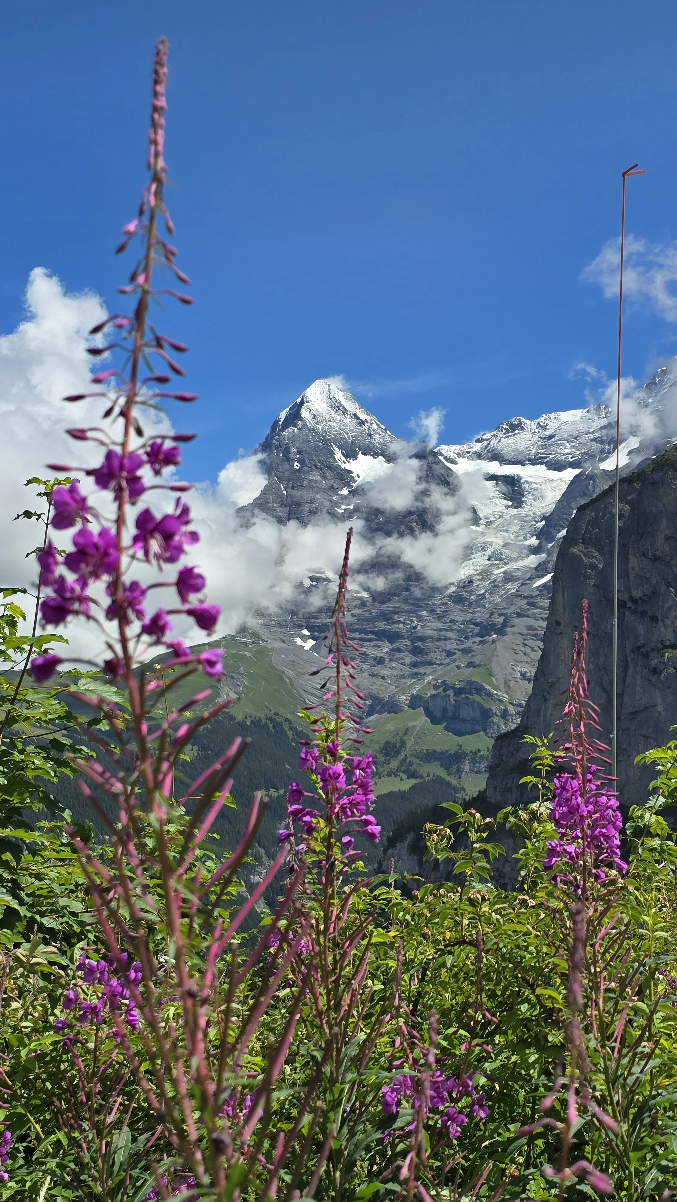 Purple flowers in foreground with snow-capped mountain and glacier in background under a bright blue sky.