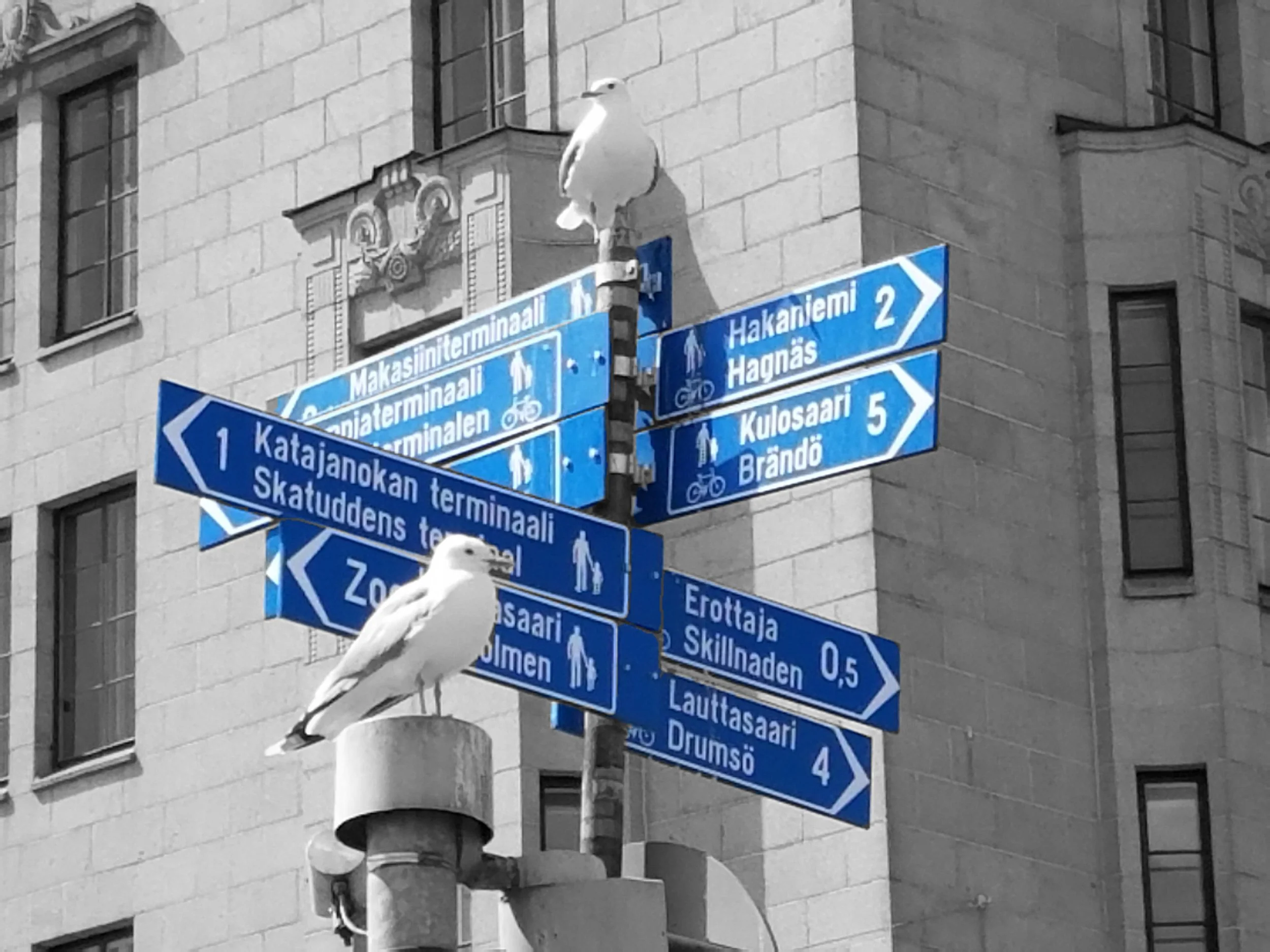 A seagull perched on a street lamp in front of a building, with blue street signs attached to the pole. The signs display names and directions for various locations, with some text in Finnish, indicating a city in Finland.