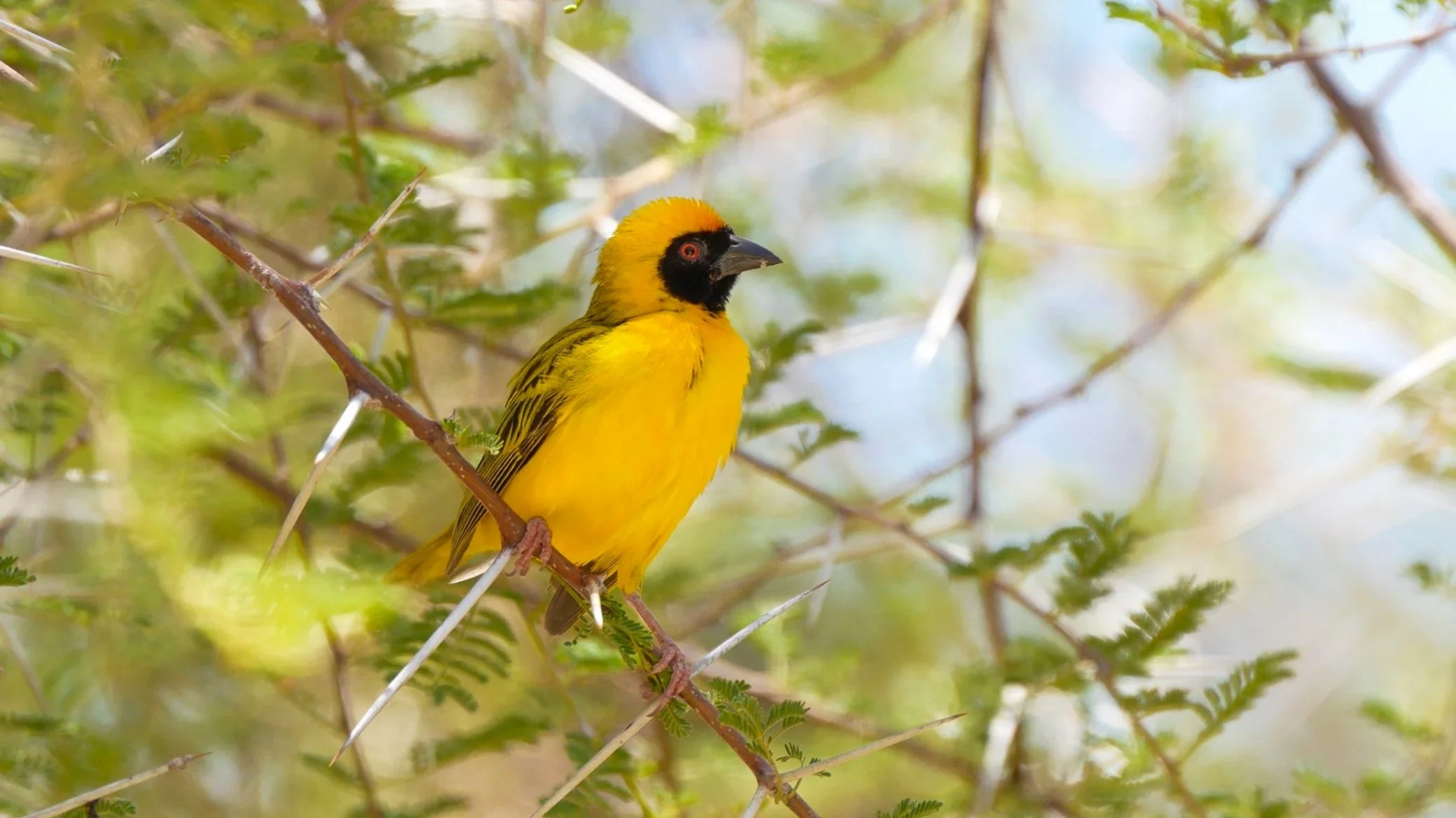 Yellow bird, a weaver,  with black face and red eye perched on a small branch among green leaves and thorny branches on Etusis Lodge in the Erongo Region of Namibia