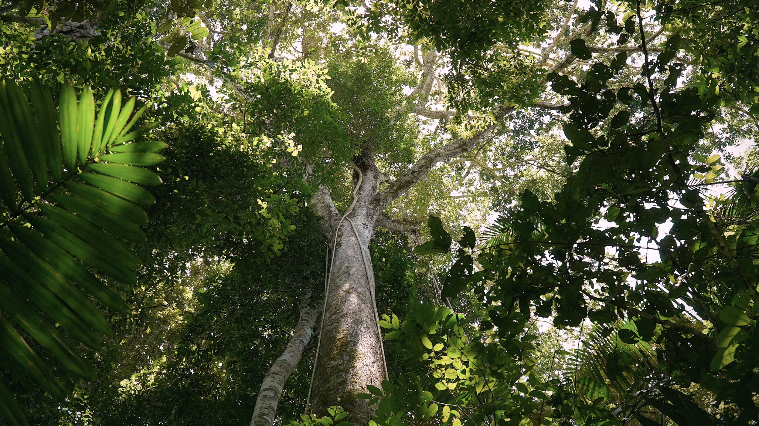 Looking up at a tall tree (Lupuna, Ironwood or Brazilnut tree) in a lush green forest with sunlight filtering through the leaves of the lowland amazon rainforest of Peru in Madre de Dios.