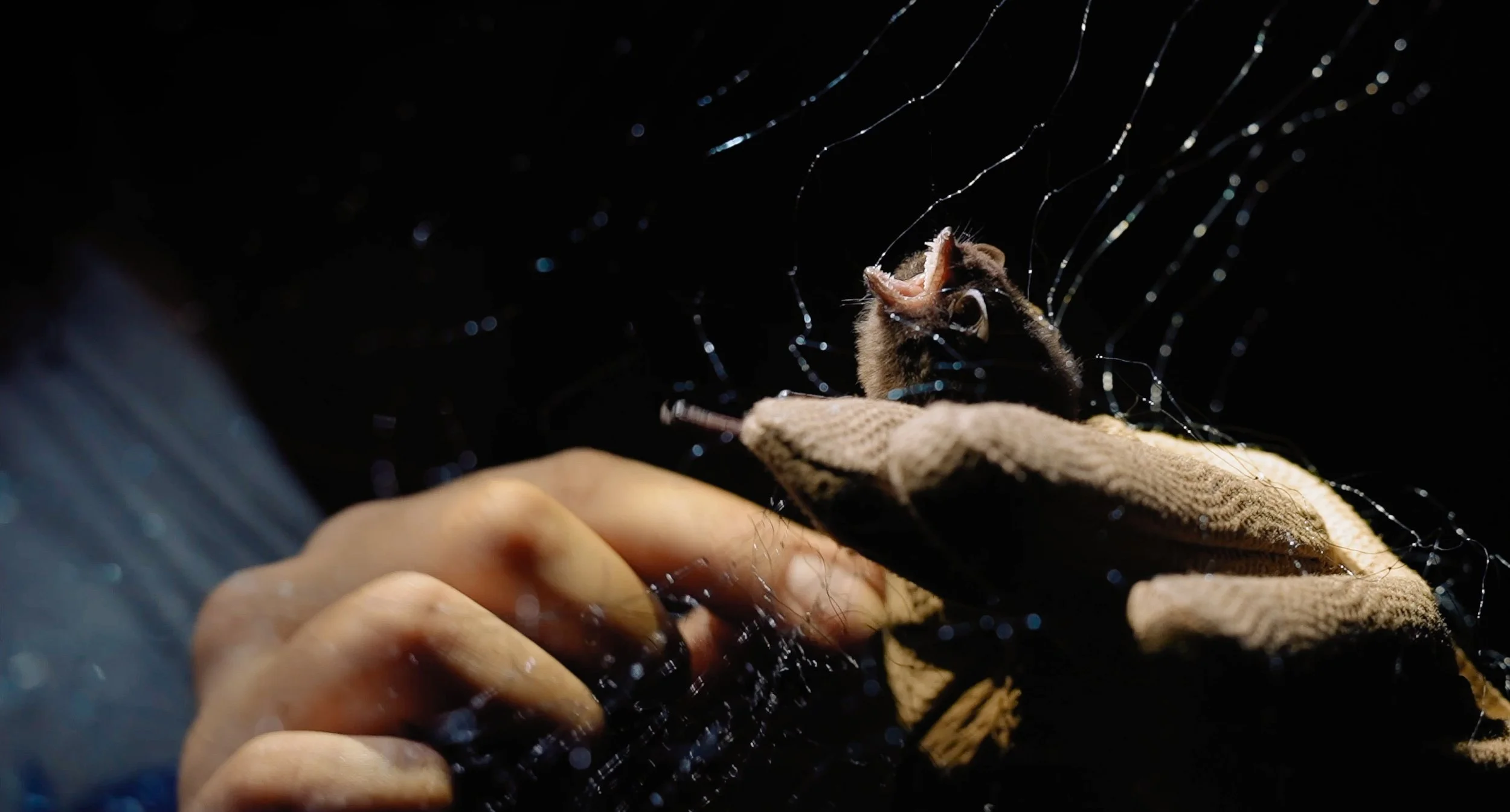 A person wearing gloves mending a torn piece of fabric with a needle and thread, with a small bat caught in a spider web in the background as part of the research of Fauna Forever in the lowland amazon rainforest in Peru. 