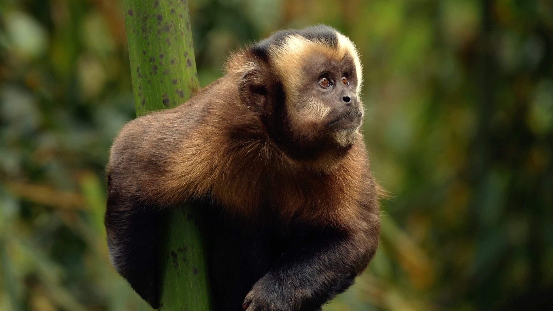 A young brown and beige capuchin monkey sitting on a branch, gazing thoughtfully into the distance, with blurred green foliage in the background in the lower cloud forest of Peru close to the Cock of the Rock Lodge in Manu National Park