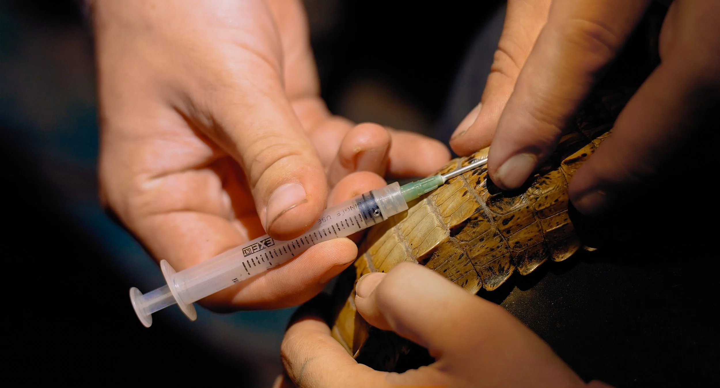 Close-up of hands injecting a PIT Tag into a caiman with a syringe as part of Fauna Forever's caiman monitoring by Chris Ketola in the lowland amazon rainforest in Peru, Madre de Dios.. 