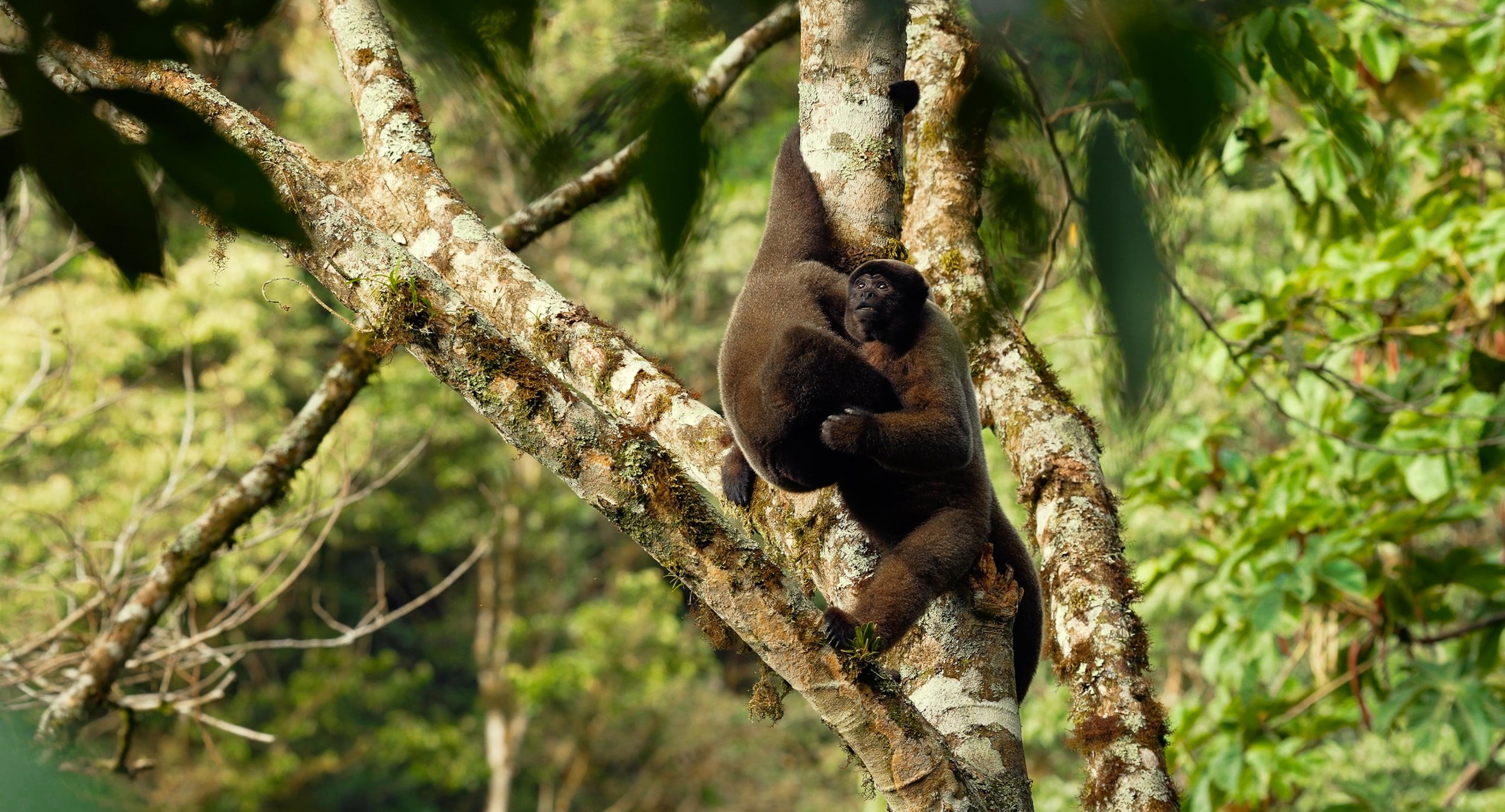 Two wild woolly monkeys hanging from a tree in a lush, green forest, looking upwards with a curious expression in the lower cloud forest of the Andes in Peru, close to the cock of the Rock Lodge in Manu National Park. 
