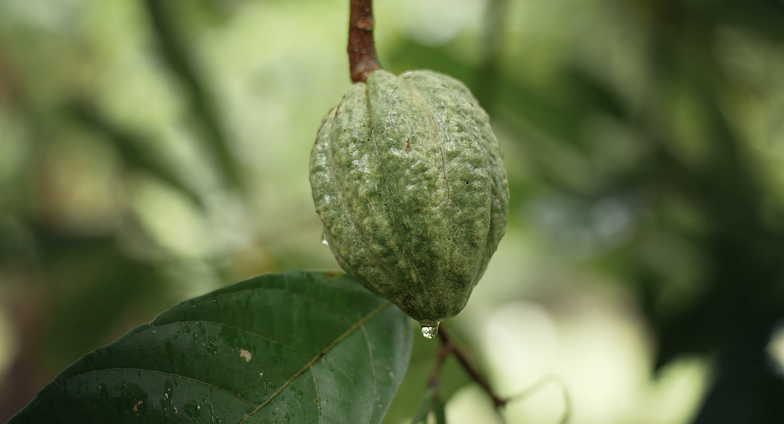 A close-up of a green cacao fruit hanging from a tree, with a water droplet at the bottom. The background is blurred with green foliage, filmed in the lowland amazon rainforest of Peru.