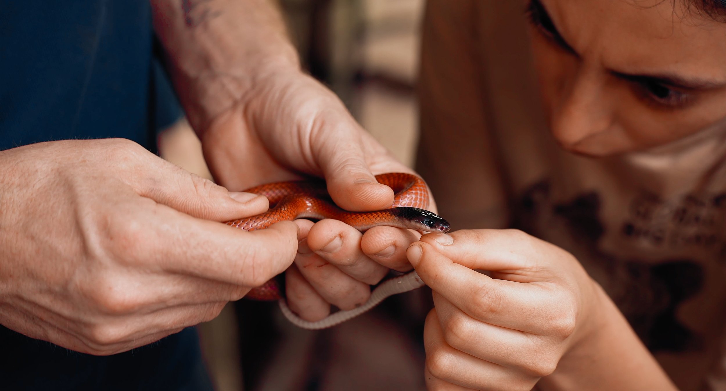 A person holding a small snake (Pseudoboa coronata) while another person looks closely at it at the NGO Fauna Forever in the lowland amazon rainforest in Peru. 
