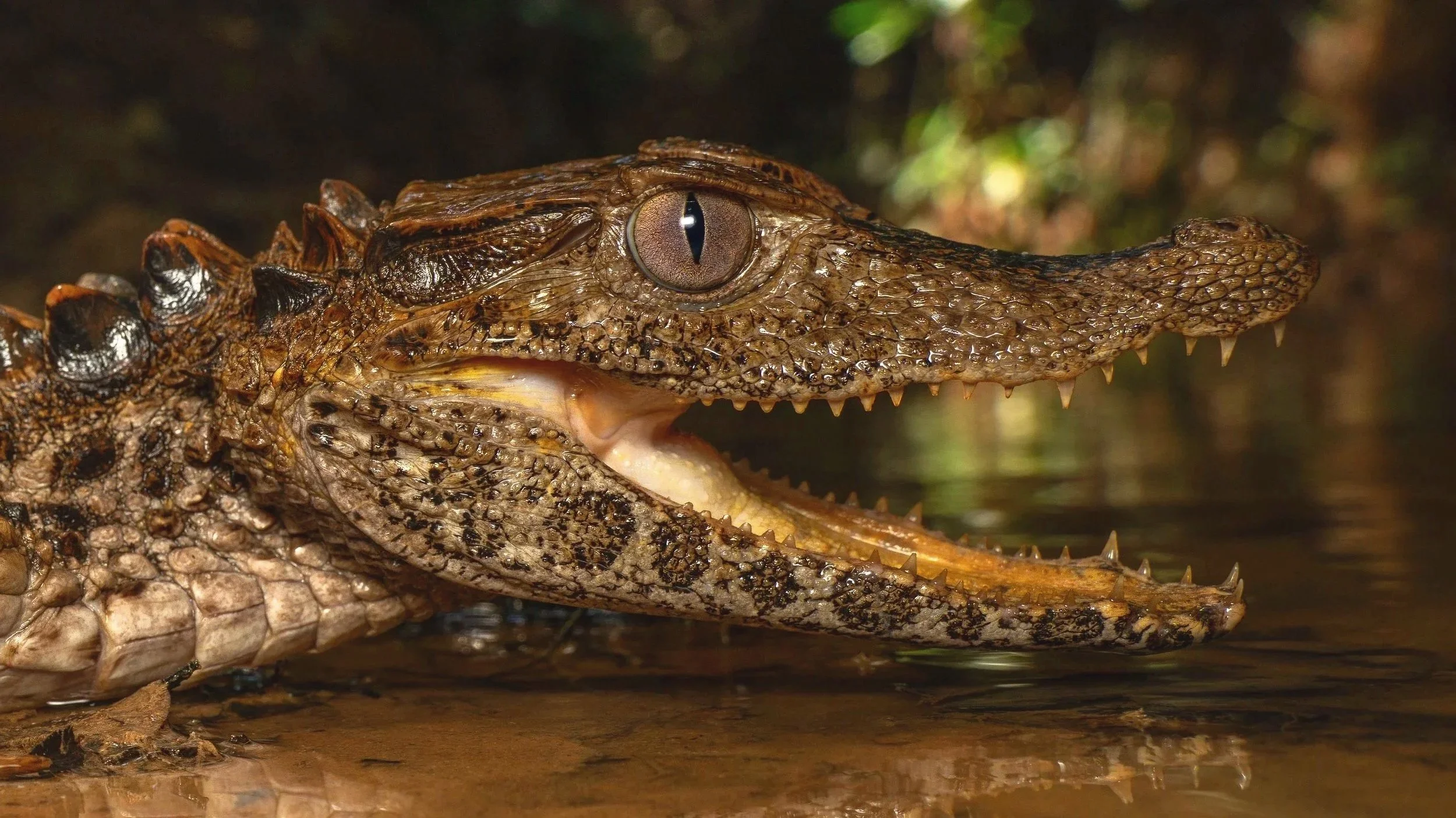 Close-up of a crocodile's or caiman's head with its mouth slightly open, showing sharp teeth, partially submerged in water of the lowland amazon rainforest of Peru.