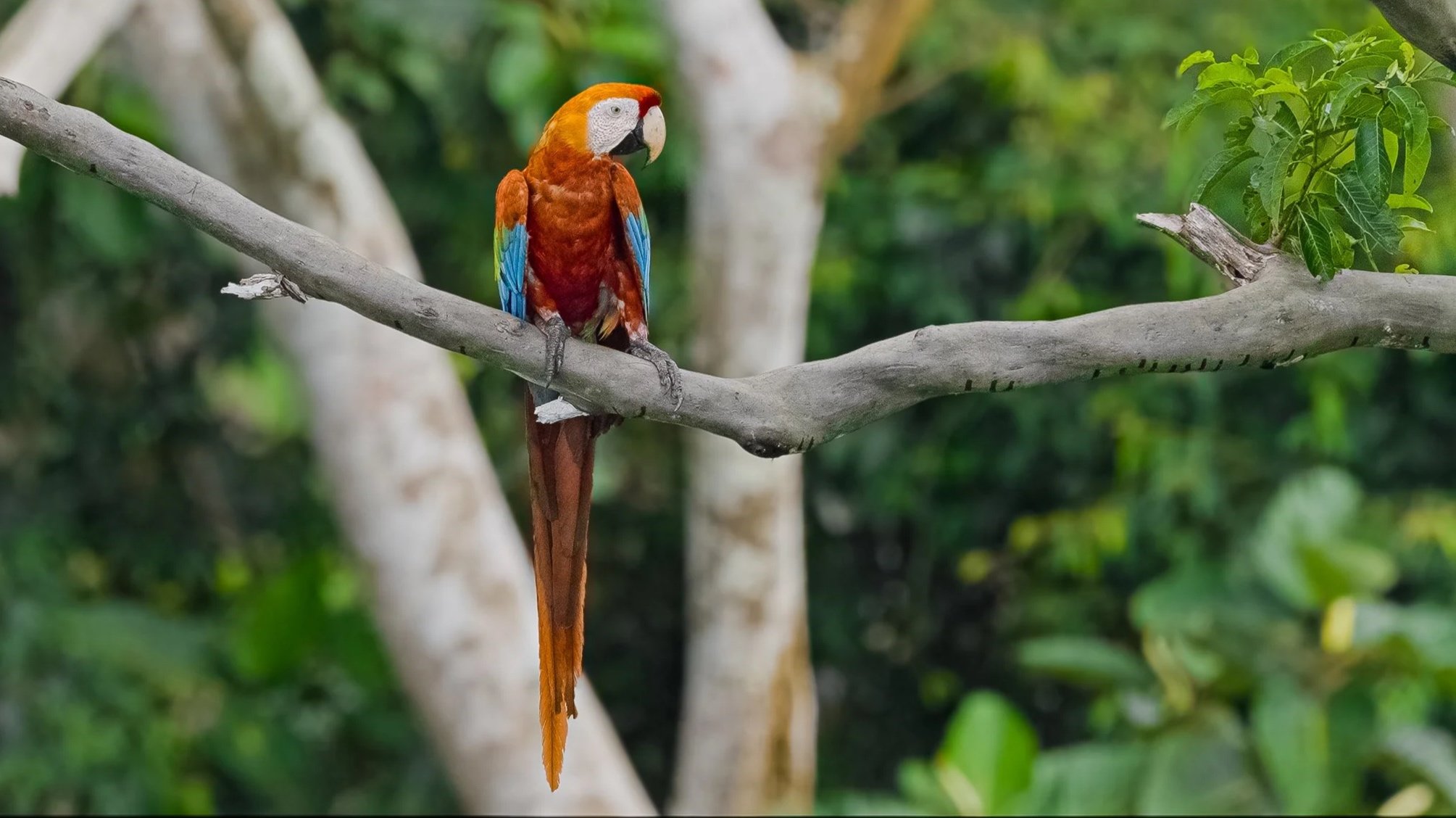 A colorful parrot or macaw perched on a tree branch with green leaves in the background in the lowland amazon rainforest of Peru in Madre de Dios close to Chuncho Lodge