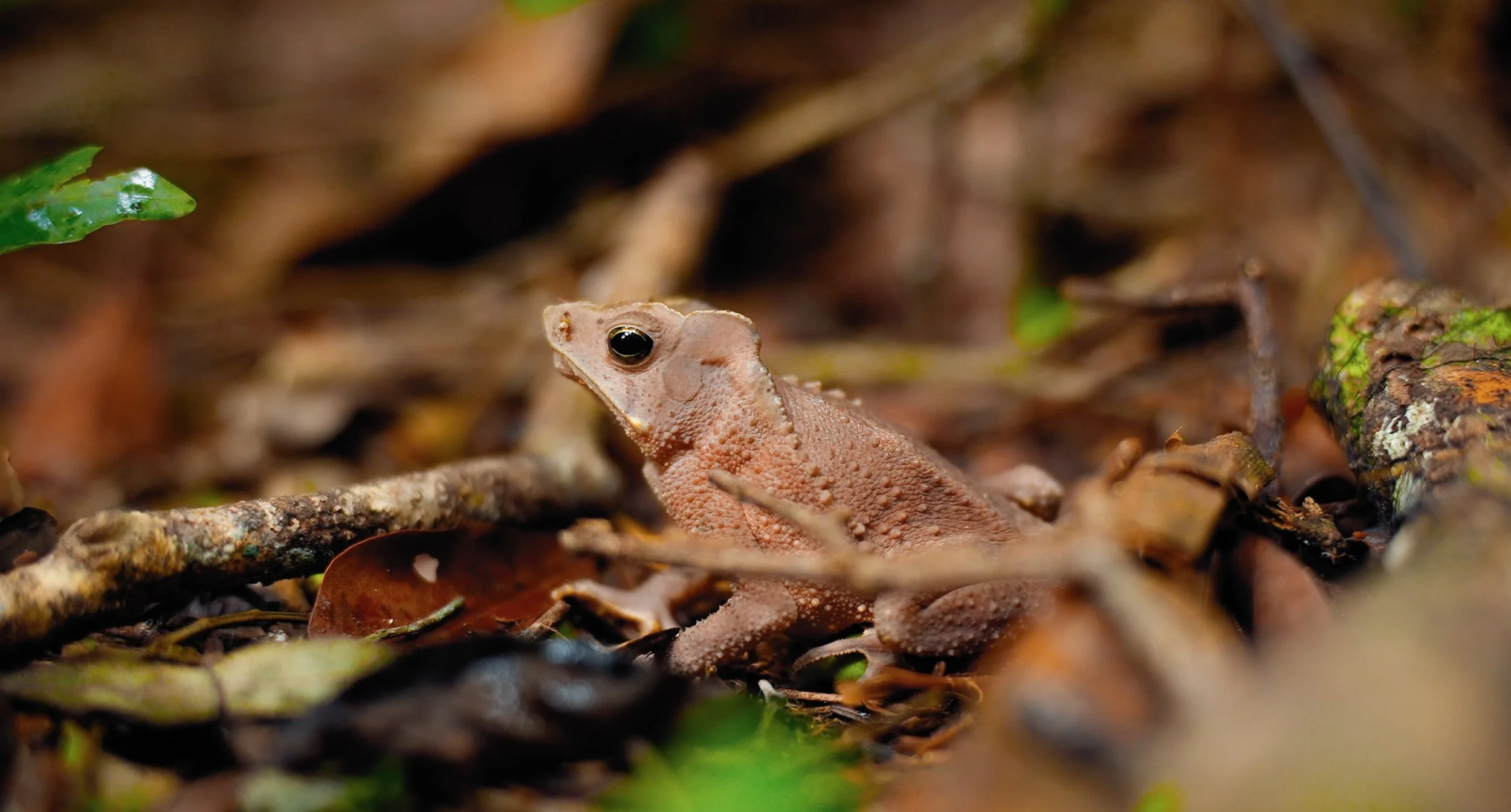 A toad (rhinella margaritifera) partially hidden among leaves and forest debris on the ground in a natural forest setting in the lowland amazon rainforest in Peru on the properties of Wilderness International, explored by the NGO Fauna Forever
