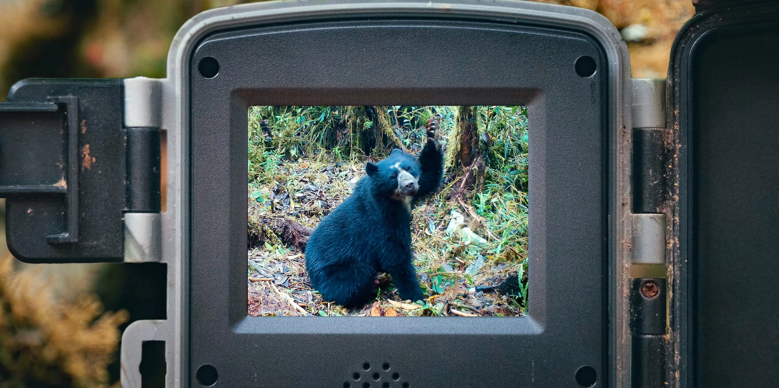Trail camera capturing a black Andean bear sitting on forest ground with green foliage and trees in the background at Wayqecha Biological Station with Ruthmery Pillco Huarcaya leading the research project.