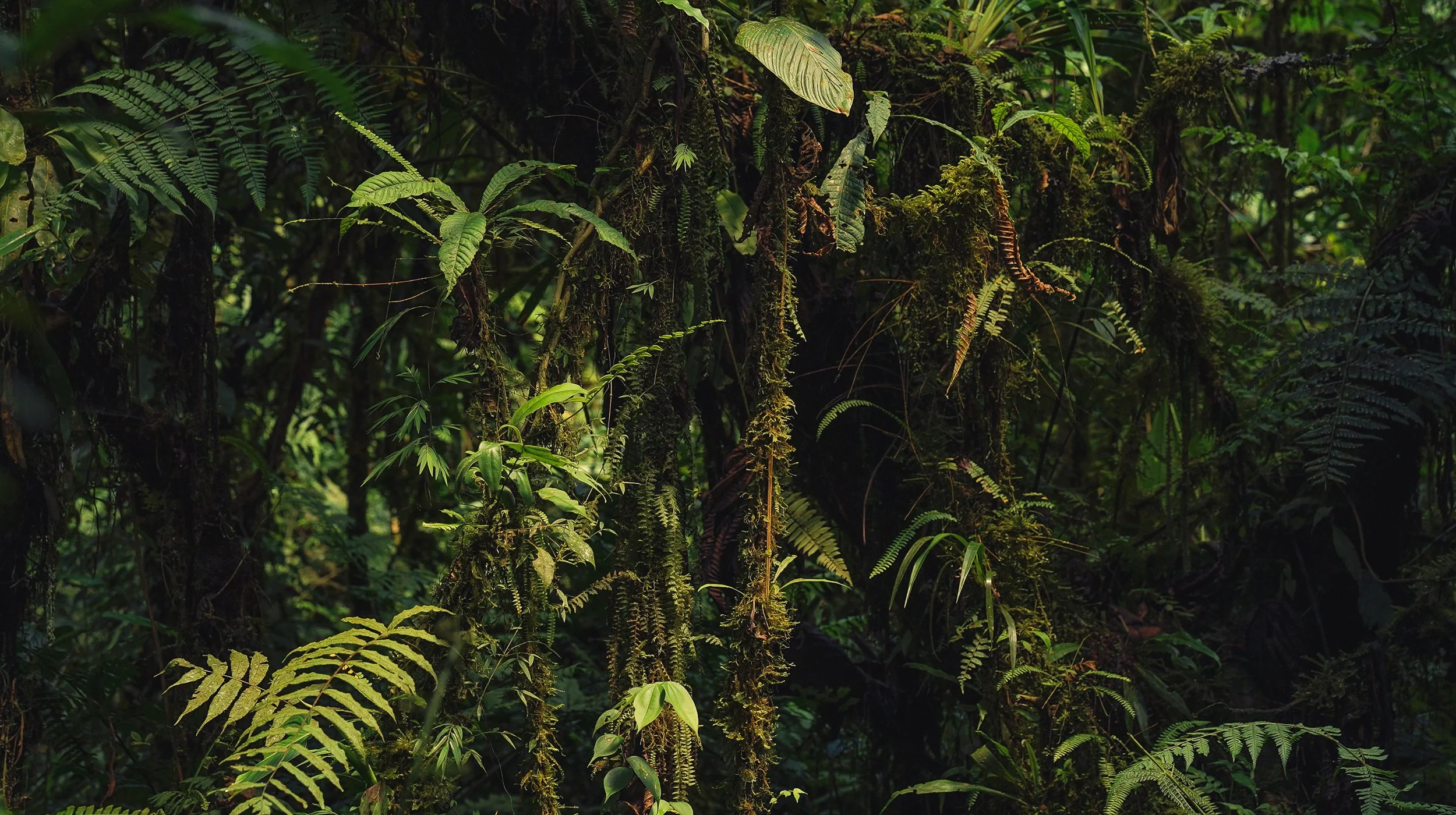 Dense tropical rainforest with lush green ferns and moss-covered tree trunks in the lower cloud forest of the Peruvian Andes, close to the Cock of the Rock Lodge.