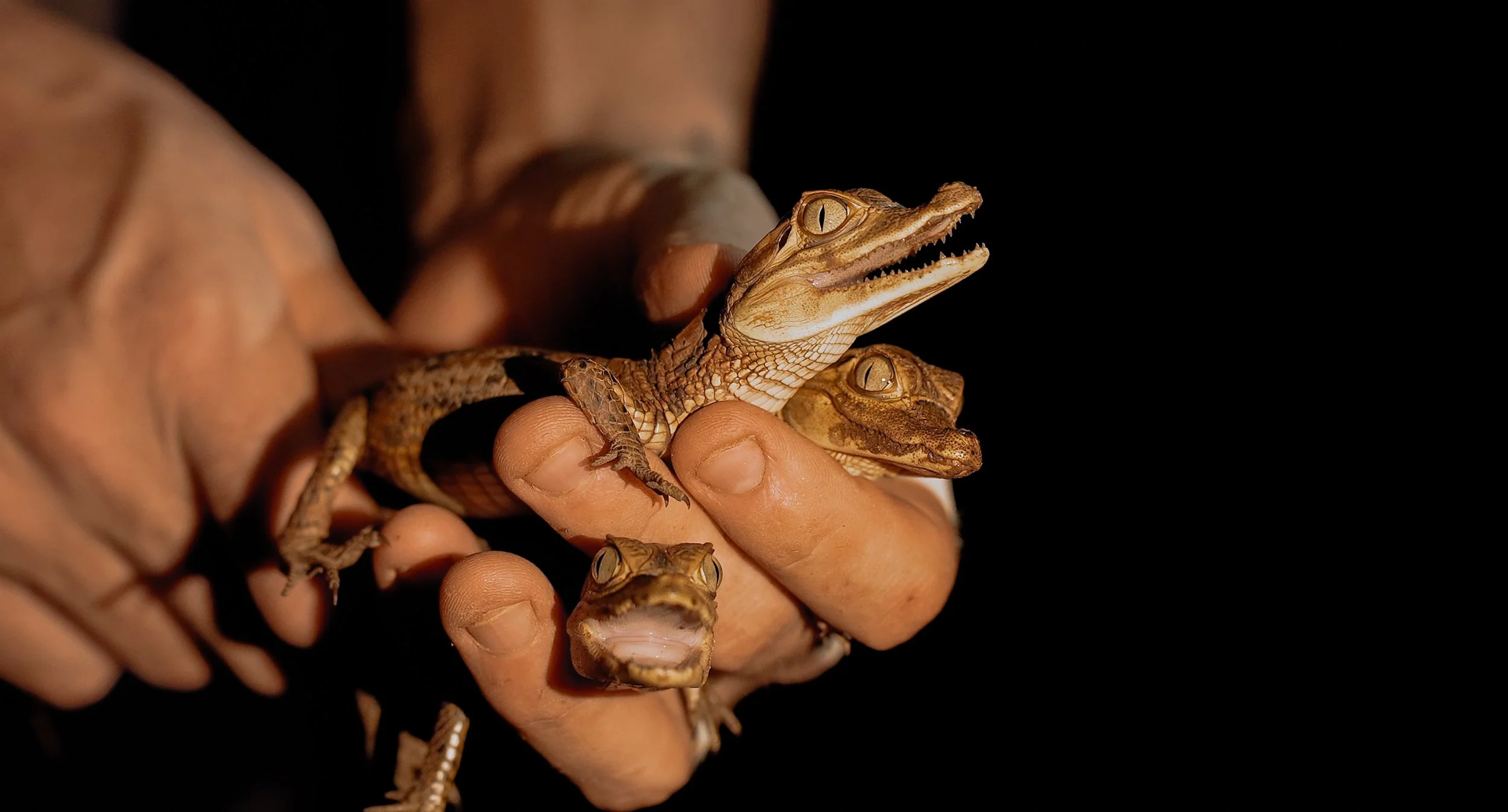 Close-up of a person holding multiple small caimans with their mouth open, showing sharp teeth, and has a textured, patterned skin. The person's fingers are gently gripping the caiman's body at the NGO Fauna Forever with Chris Ketola in the Amazon