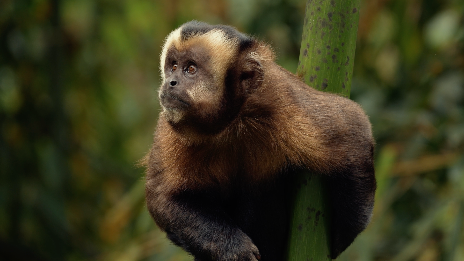 A young brown and beige capuchin monkey sitting on a branch, gazing thoughtfully into the distance, with blurred green foliage in the background in the lower cloud forest of Peru close to the Cock of the Rock Lodge in Manu National Park