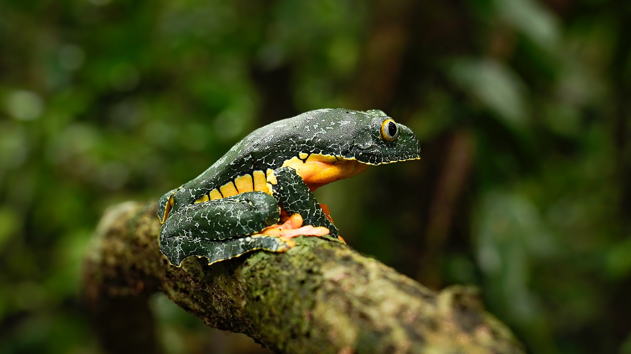 A colorful tree frog (Cruziohyla craspedopus) with black, yellow, and orange markings sitting on a mossy branch in a lush green jungle of the lowland amazon rainforest of Peru.